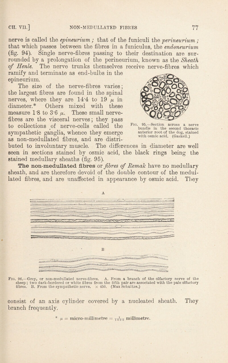 nerve is called the epineurium ; that of the funiculi the perineurium; that which passes between the fibres in a funiculus, the endoneurium (fig. 94). Single nerve-fibres passing to their destination are sur¬ rounded by a prolongation of the perineurium, known as the Sheath of Henle. The nerve trunks themselves receive nerve-fibres which ramify and terminate as end-bulbs in the epineurium. The size of the nerve-fibres varies; the largest fibres are found in the spinal nerves, where they are 14‘4 to 19 p in diameter.* Others mixed with these measure 1*8 to 3’6 p. These small nerve- fibres are the visceral nerves; they pass to collections of nerve-cells called the 0 sympathetic ganglia, whence they emerge as non-medullated fibres, and are distri¬ buted to involuntary muscle. The differences in diameter are well seen in sections stained by osmic acid, the black rings being the stained medullary sheaths (fig. 95). The non-medullated fibres or fibres of Remak have no medullary sheath, and are therefore devoid of the double contour of the medul- lated fibres, and are unaffected in appearance by osmic acid. They Fig. 95.—Section across a nerve bundle in the second thoracic anterior root of the dog, stained with osmic acid. (Gaskell.) A B Fig. 96.—Grey, or non-medullated nerve-fibres. A. From a branch of the olfactory nerve of the sheep ; two dark-bordered or white fibres from the fifth pair are associated with the pale olfactory fibres. B. From the sympathetic nerve, x 450. (Max Schultze.) consist of an axis cylinder covered by a nucleated sheath. They branch frequently. * ji — micro-millimetre = Txnro millimetre.