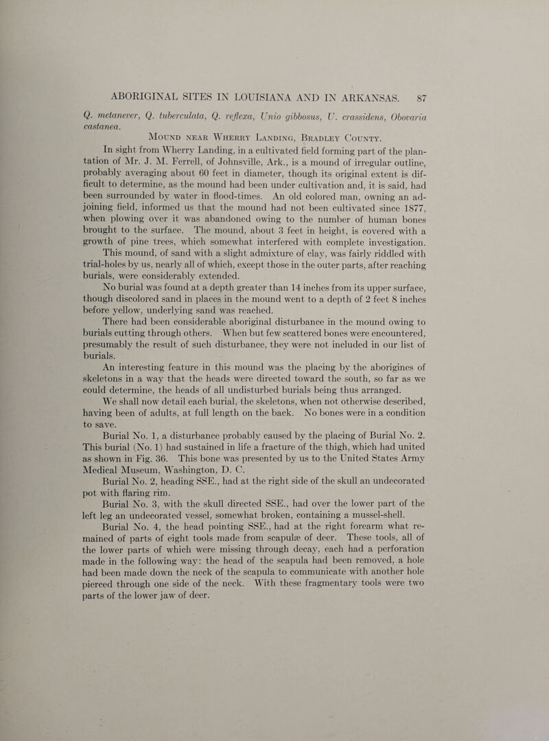 Q. metanever, Q. tuberculata, Q. reflexa, Unto gibbosus, U. crassidens, Obovaria ccistanea. Mound near Wherry Landing, Bradley County. In sight from W herry Landing, in a cultivated field forming part of the plan¬ tation of Mr. J. M. Ferrell, of Johnsville, Ark., is a mound of irregular outline, probably averaging about 60 feet in diameter, though its original extent is dif¬ ficult to determine, as the mound had been under cultivation and, it is said, had been surrounded by water in flood-times. An old colored man, owning an ad¬ joining field, informed us that the mound had not been cultivated since 1877, when plowing over it was abandoned owing to the number of human bones brought to the surface. The mound, about 3 feet in height, is covered with a growth of pine trees, which somewhat interfered with complete investigation. This mound, of sand with a slight admixture of clay, was fairly riddled with trial-holes by us, nearly all of which, except those in the outer parts, after reaching burials, were considerably extended. No burial was found at a depth greater than 14 inches from its upper surface, though discolored sand in places in the mound went to a depth of 2 feet 8 inches before yellow, underlying sand was reached. There had been considerable aboriginal disturbance in the mound owing to burials cutting through others. When but few scattered bones were encountered, presumably the result of such disturbance, they were not included in our list of burials. An interesting feature in this mound was the placing by the aborigines of skeletons in a way that the heads were directed toward the south, so far as we could determine, the heads of all undisturbed burials being thus arranged. We shall now detail each burial, the skeletons, when not otherwise described, having been of adults, at full length on the back. No bones were in a condition to save. Burial No. 1, a disturbance probably caused by the placing of Burial No. 2. This burial (No. 1) had sustained in life a fracture of the thigh, which had united as shown in Fig. 36. This bone was presented by us to the United States Army Medical Museum, Washington, D. C. Burial No. 2, heading SSE., had at the right side of the skull an undecorated pot with flaring rim. Burial No. 3, with the skull directed SSE., had over the lower part of the left leg an undecoratecl vessel, somewhat broken, containing a mussel-shell. Burial No. 4, the head pointing SSE., had at the right forearm what re¬ mained of parts of eight tools made from scapulae of deer. These tools, all of the lower parts of which were missing through decay, each had a perforation made in the following way: the head of the scapula had been removed, a hole had been made down the neck of the scapula to communicate with another hole pierced through one side of the neck. With these fragmentary tools were two parts of the lower jaw of deer.