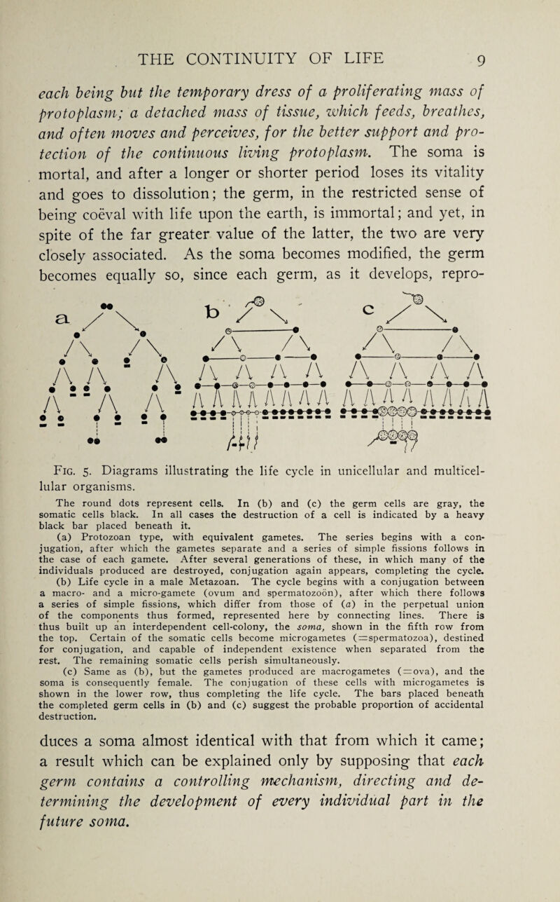 each being but the temporary dress of a proliferating mass of protoplasm; a detached mass of tissue, which feeds, breathes, and often moves and perceives, for the better support and pro¬ tection of the continuous living protoplasm. The soma is mortal, and after a longer or shorter period loses its vitality and goes to dissolution; the germ, in the restricted sense of being coeval with life upon the earth, is immortal; and yet, in spite of the far greater value of the latter, the two are very closely associated. As the soma becomes modified, the germ becomes equally so, since each germ, as it develops, repro- a. b V \ ©- /\ / » ® • /\ \ 0- • • • • A‘A o © • • •• A /V /\ /V A A A A A !\ l\ A A A A A A AAA A A h l\ Fig. 5. Diagrams illustrating the life cycle in unicellular and multicel¬ lular organisms. The round dots represent cells. In (b) and (c) the germ cells are gray, the somatic cells black. In all cases the destruction of a cell is indicated by a heavy black bar placed beneath it. (a) Protozoan type, with equivalent gametes. The series begins with a con¬ jugation, after which the gametes separate and a series of simple fissions follows in the case of each gamete. After several generations of these, in which many of the individuals produced are destroyed, conjugation again appears, completing the cycle. (b) Life cycle in a male Metazoan. The cycle begins with a conjugation between a macro- and a micro-gamete (ovum and spermatozoon), after which there follows a series of simple fissions, which differ from those of (a) in the perpetual union of the components thus formed, represented here by connecting lines. There is thus built up an interdependent cell-colony, the soma, shown in the fifth row from the top. Certain of the somatic cells become microgametes (^spermatozoa), destined for conjugation, and capable of independent existence when separated from the rest. The remaining somatic cells perish simultaneously. (c) Same as (b), but the gametes produced are macrogametes ( = ova), and the soma is consequently female. The conjugation of these cells with microgametes is shown in the lower row, thus completing the life cycle. The bars placed beneath the completed germ cells in (b) and (c) suggest the probable proportion of accidental destruction. duces a soma almost identical with that from which it came; a result which can be explained only by supposing that each germ contains a controlling mechanism, directing and de¬ termining the development of every individual part in the future soma.