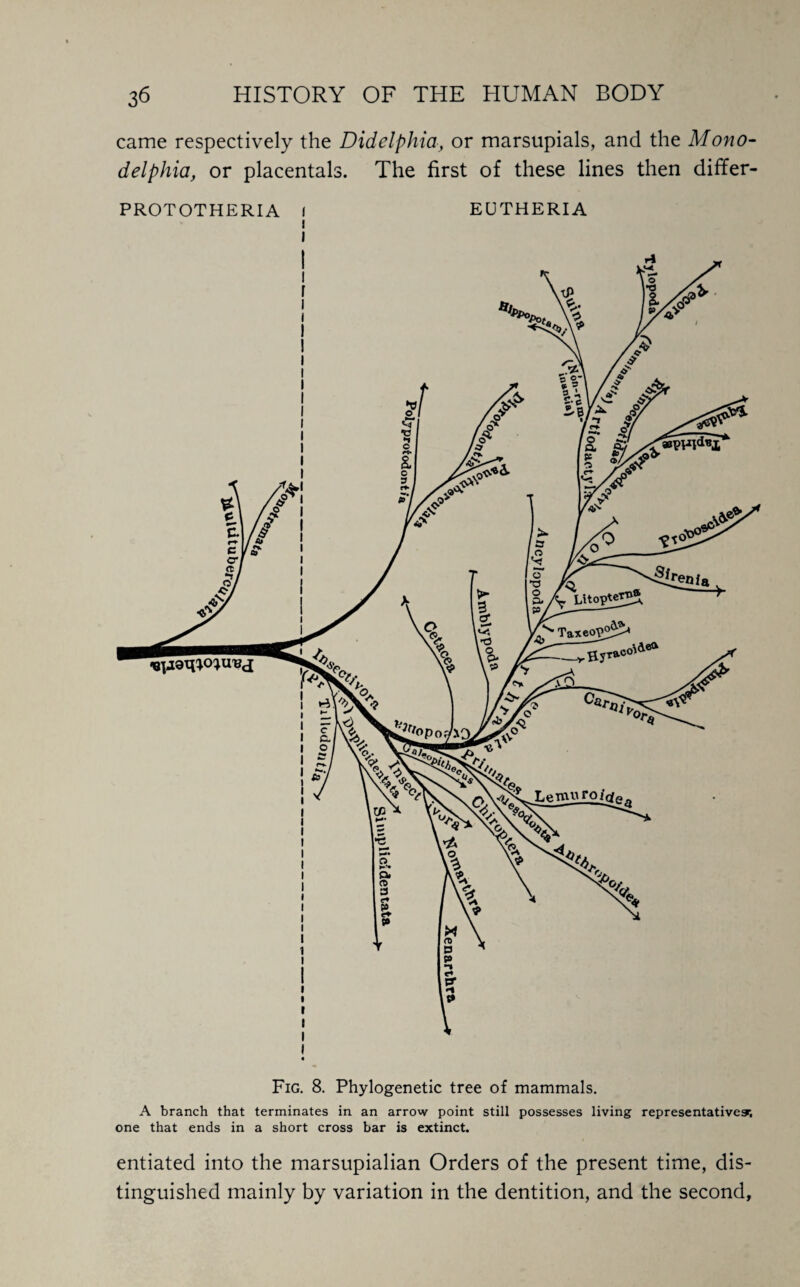 came respectively the Didelphia, or marsupials, and the Mono- delphia, or placentals. The first of these lines then differ- PROTOTHERIA f i I EUTHERIA Fig. 8. Phylogenetic tree of mammals. A branch that terminates in an arrow point still possesses living representatives, one that ends in a short cross bar is extinct. entiated into the marsupialian Orders of the present time, dis¬ tinguished mainly by variation in the dentition, and the second,