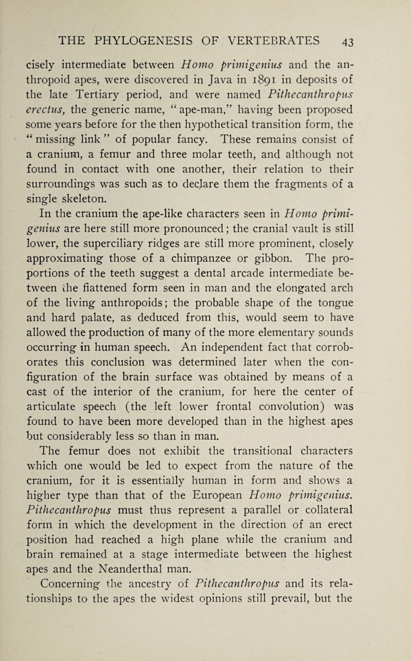 cisely intermediate between Homo primigenius and the an¬ thropoid apes, were discovered in Java in 1891 in deposits of the late Tertiary period, and were named Pithecanthropus erectus, the generic name, “ ape-man,” having been proposed some years before for the then hypothetical transition form, the “ missing link ” of popular fancy. These remains consist of a cranium, a femur and three molar teeth, and although not found in contact with one another, their relation to their surroundings was such as to declare them the fragments of a single skeleton. In the cranium the ape-like characters seen in Homo primi- genius are here still more pronounced; the cranial vault is still lower, the superciliary ridges are still more prominent, closely approximating those of a chimpanzee or gibbon. The pro¬ portions of the teeth suggest a dental arcade intermediate be¬ tween the flattened form seen in man and the elongated arch of the living anthropoids; the probable shape of the tongue and hard palate, as deduced from this, would seem to have allowed the production of many of the more elementary sounds occurring in human speech. An independent fact that corrob¬ orates this conclusion was determined later when the con¬ figuration of the brain surface was obtained by means of a cast of the interior of the cranium, for here the center of articulate speech (the left lower frontal convolution) was found to have been more developed than in the highest apes but considerably less so than in man. The femur does not exhibit the transitional characters which one would be led to expect from the nature of the cranium, for it is essentially human in form and shows a higher type than that of the European Homo primigenius. Pithecanthropus must thus represent a parallel or collateral form in which the development in the direction of an erect position had reached a high plane while the cranium and brain remained at a stage intermediate between the highest apes and the Neanderthal man. Concerning the ancestry of Pithecanthropus and its rela¬ tionships to the apes the widest opinions still prevail, but the