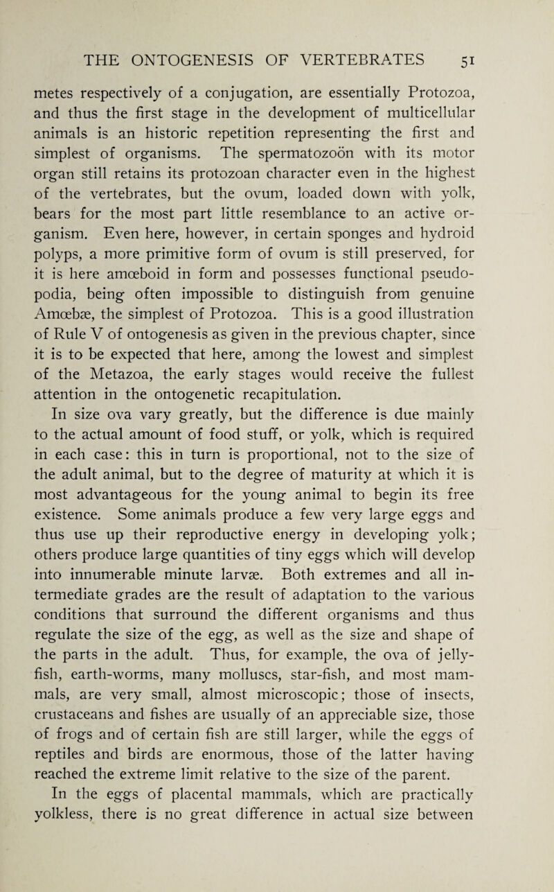 metes respectively of a conjugation, are essentially Protozoa, and thus the first stage in the development of multicellular animals is an historic repetition representing the first and simplest of organisms. The spermatozoon with its motor organ still retains its protozoan character even in the highest of the vertebrates, but the ovum, loaded down with yolk, bears for the most part little resemblance to an active or¬ ganism. Even here, however, in certain sponges and hydroid polyps, a more primitive form of ovum is still preserved, for it is here amoeboid in form and possesses functional pseudo¬ podia, being often impossible to distinguish from genuine Amoebae, the simplest of Protozoa. This is a good illustration of Rule V of ontogenesis as given in the previous chapter, since it is to be expected that here, among the lowest and simplest of the Metazoa, the early stages would receive the fullest attention in the ontogenetic recapitulation. In size ova vary greatly, but the difference is due mainly to the actual amount of food stuff, or yolk, which is required in each case: this in turn is proportional, not to the size of the adult animal, but to the degree of maturity at which it is most advantageous for the young animal to begin its free existence. Some animals produce a few very large eggs and thus use up their reproductive energy in developing yolk; others produce large quantities of tiny eggs which will develop into innumerable minute larvae. Both extremes and all in¬ termediate grades are the result of adaptation to the various conditions that surround the different organisms and thus regulate the size of the egg, as well as the size and shape of the parts in the adult. Thus, for example, the ova of jelly¬ fish, earth-worms, many molluscs, star-fish, and most mam¬ mals, are very small, almost microscopic; those of insects, crustaceans and fishes are usually of an appreciable size, those of frogs and of certain fish are still larger, while the eggs of reptiles and birds are enormous, those of the latter having reached the extreme limit relative to the size of the parent. In the eggs of placental mammals, which are practically yolkless, there is no great difference in actual size between