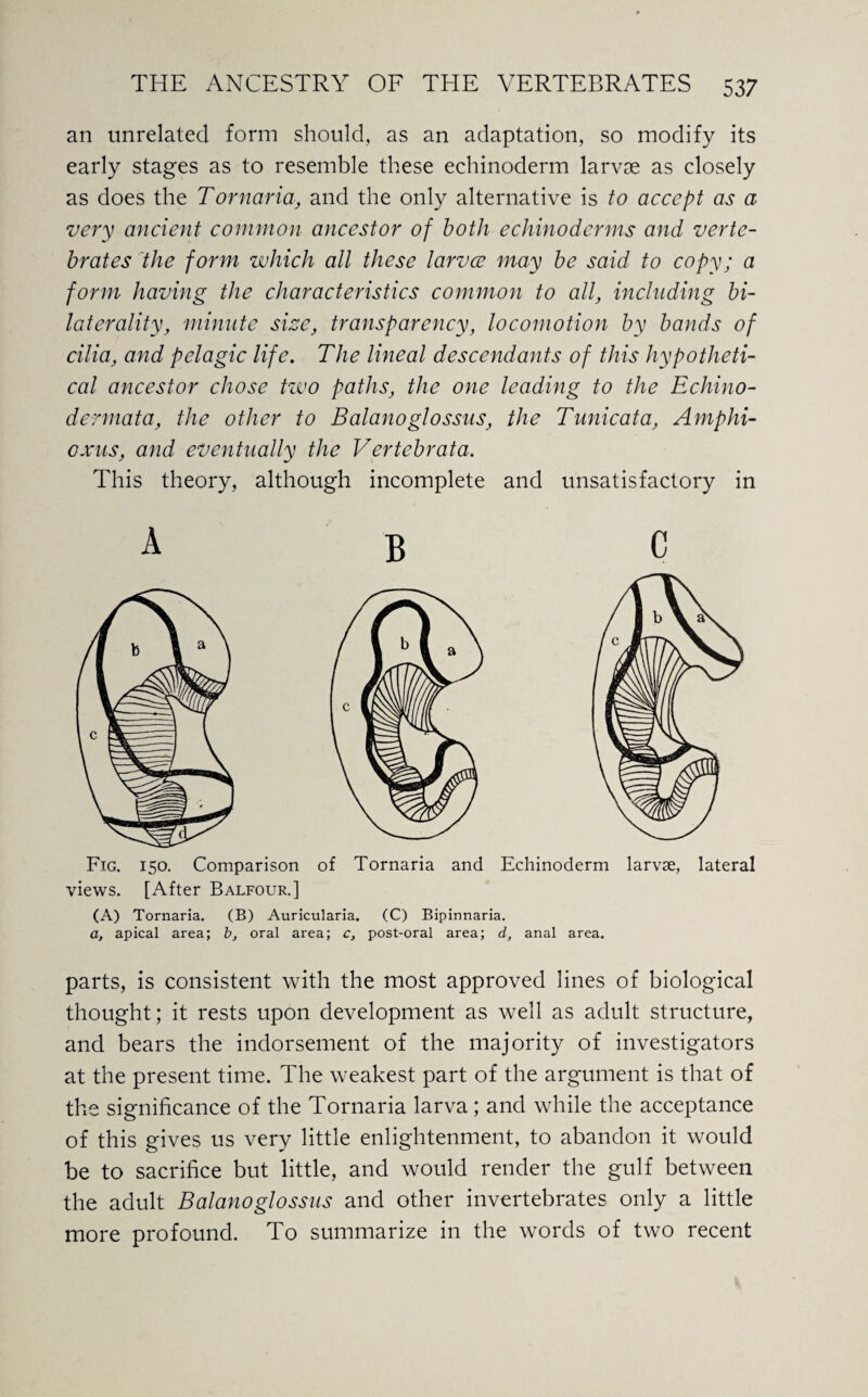 an unrelated form should, as an adaptation, so modify its early stages as to resemble these echinoderm larvae as closely as does the Tornaria, and the only alternative is to accept as a very ancient common ancestor of both echinodcrms and verte¬ brates the form which all these larvce may be said to copy; a form having the characteristics common to all, including bi- laterality, minute size, transparency, locomotion by bands of cilia, and pelagic life. The lineal descendants of this hypotheti¬ cal ancestor chose two paths, the one leading to the Echino- dermata, the other to Balanoglossus, the Tunicata, Amphi- oxus, and eventually the Vertebrata. This theory, although incomplete and unsatisfactory in A B C Fig. 150. Comparison of Tornaria and Echinoderm larvae, lateral views. [After Balfour.] (A) Tornaria. (B) Auricularia. (C) Bipinnaria. a, apical area; b, oral area; c, post-oral area; d, anal area. parts, is consistent with the most approved lines of biological thought; it rests upon development as well as adult structure, and bears the indorsement of the majority of investigators at the present time. The weakest part of the argument is that of the significance of the Tornaria larva; and while the acceptance of this gives us very little enlightenment, to abandon it would be to sacrifice but little, and would render the gulf between the adult Balanoglossus and other invertebrates only a little more profound. To summarize in the words of two recent