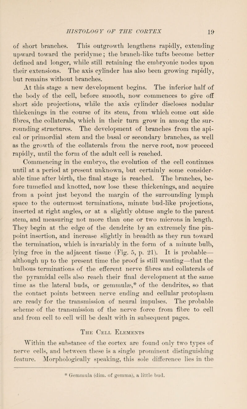 of short branches. This outgrowth lengthens rapidly, extending upward toward the peridyme; the branch-like tufts become better defined and longer, while still retaining the embryonic nodes upon their extensions. The axis cylinder has also been growing rapidly, but remains without branches. At this stage a new development begins. The inferior half of the body of the cell, before smooth, now commences to give off short side projections, while the axis cylinder discloses nodular thickenings in the course of its stem, from which come out side fibres, the collaterals, which in their turn grow in among the sur¬ rounding structures. The development of branches from the api¬ cal or primordial stem and the basal or secondary branches, as well as the growth of the collaterals from the nerve root, now proceed rapidly, until the form of the adult cell is reached. Commencing in the embryo, the evolution of the cell continues until at a period at present unknown, but certainly some consider¬ able time after birth, the final stage is reached. The branches, be¬ fore tumefied and knotted, now lose these thickenings, and acquire from a point just beyond the margin of the surrounding lymph space to the outermost terminations, minute bud-like projections, inserted at right angles, or at a slightly obtuse angle to the parent stem, and measuring not more than one or two microns in length. They begin at the edge of the dendrite by an extremely fine pin¬ point insertion, and increase slightly in breadth as they run toward the termination, which is invariably in the form of a minute bulb, lying free in the adjacent tissue (Fig. 5, p. 21). It is probable— although up to the present time the proof is still wanting—that the bulbous terminations of the efferent nerve fibres and collaterals of the pyramidal cells also reach their final development at the same time as the lateral buds, or gemmulse,* of the dendrites, so that the contact points between nerve ending and cellular protoplasm are ready for the transmission of neural impulses. The probable scheme of the transmission of the nerve force from fibre to cell and from cell to cell will be dealt with in subsequent pages. The Cell Elements Within the substance of the cortex are found only two types of nerve cells, and between these is a single prominent distinguishing feature. Morphologically speaking, this sole difference lies in the * Gemmula (dim. of gemma), a little bud.
