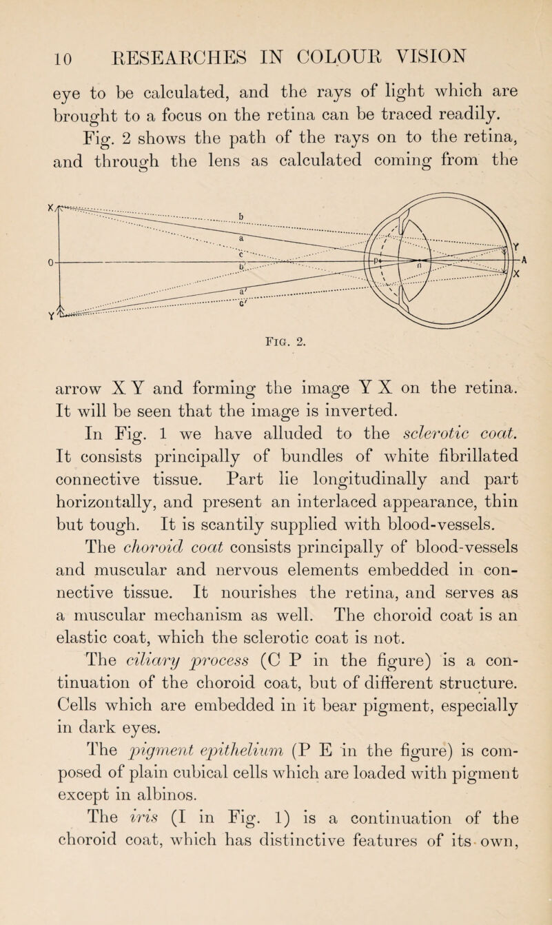 eye to be calculated, and the rays of light which are brought to a focus on the retina can be traced readily. Fig. 2 shows the path of the rays on to the retina, and through the lens as calculated coming from the arrow X Y and forming the image Y X on the retina. It will be seen that the image is inverted. In Fig. 1 we have alluded to the sclerotic coat. It consists principally of bundles of white fibrillated connective tissue. Part lie longitudinally and part horizontally, and present an interlaced appearance, thin but tough. It is scantily supplied with blood-vessels. The choroid coat consists principally of blood-vessels and muscular and nervous elements embedded in con¬ nective tissue. It nourishes the retina, and serves as a muscular mechanism as well. The choroid coat is an elastic coat, which the sclerotic coat is not. The ciliary process (C P in the figure) is a con¬ tinuation of the choroid coat, but of different structure. Cells which are embedded in it bear pigment, especially in dark eyes. The pigment epithelium (P E in the figure) is com¬ posed of plain cubical cells which are loaded with pigment except in albinos. The iris (I in Fig. 1) is a continuation of the choroid coat, which has distinctive features of its own,