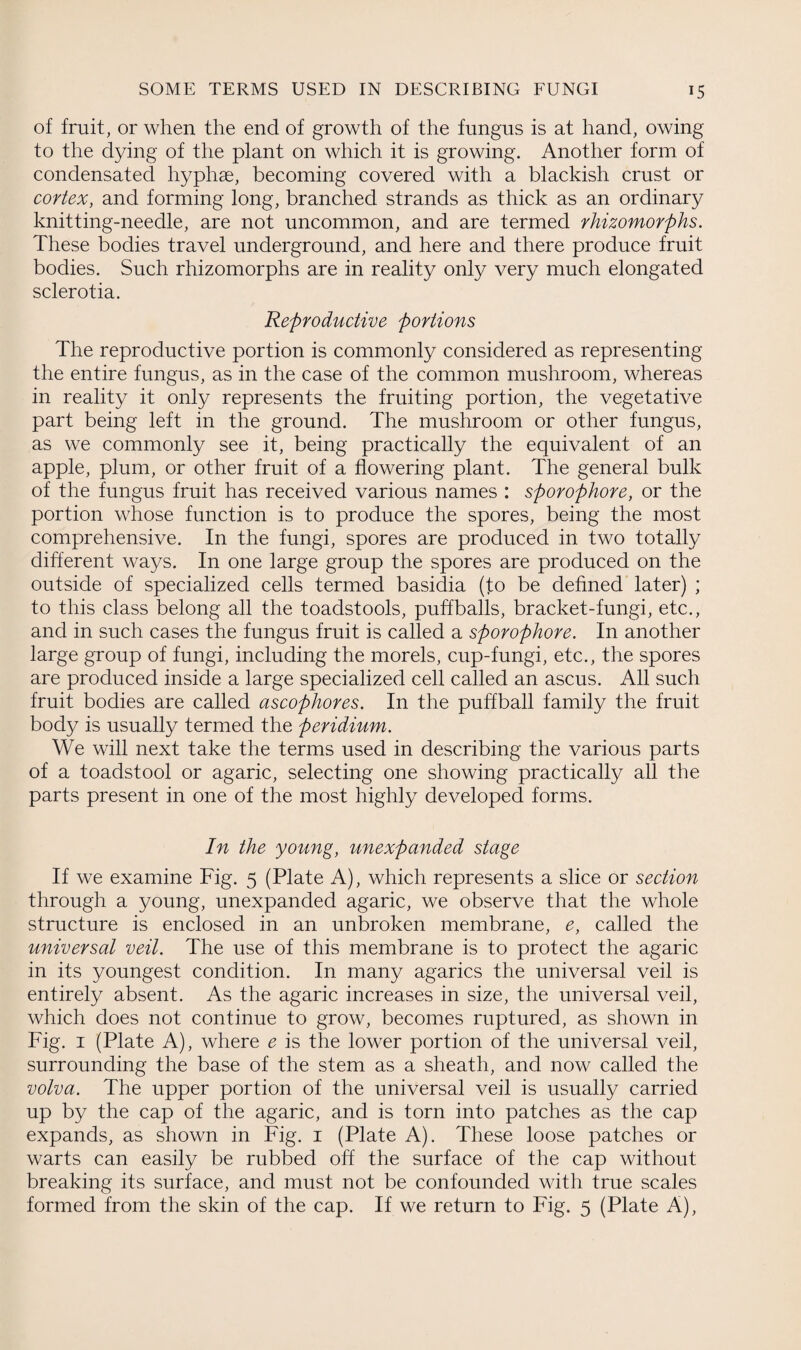 of fruit, or when the end of growth of the fungus is at hand, owing to the dying of the plant on which it is growing. Another form of condensated hyphae, becoming covered with a blackish crust or cortex, and forming long, branched strands as thick as an ordinary knitting-needle, are not uncommon, and are termed rhizomorphs. These bodies travel underground, and here and there produce fruit bodies. Such rhizomorphs are in reality only very much elongated sclerotia. Reproductive portions The reproductive portion is commonly considered as representing the entire fungus, as in the case of the common mushroom, whereas in reality it only represents the fruiting portion, the vegetative part being left in the ground. The mushroom or other fungus, as we commonly see it, being practically the equivalent of an apple, plum, or other fruit of a flowering plant. The general bulk of the fungus fruit has received various names : sporophore, or the portion whose function is to produce the spores, being the most comprehensive. In the fungi, spores are produced in two totally different ways. In one large group the spores are produced on the outside of specialized cells termed basidia (to be defined later) ; to this class belong all the toadstools, puffballs, bracket-fungi, etc., and in such cases the fungus fruit is called a sporophore. In another large group of fungi, including the morels, cup-fungi, etc., the spores are produced inside a large specialized cell called an ascus. All such fruit bodies are called ascophores. In the puffball family the fruit body is usually termed the peridium. We will next take the terms used in describing the various parts of a toadstool or agaric, selecting one showing practically all the parts present in one of the most highly developed forms. In the young, unexpanded stage If we examine Fig. 5 (Plate A), which represents a slice or section through a young, unexpanded agaric, we observe that the whole structure is enclosed in an unbroken membrane, e, called the universal veil. The use of this membrane is to protect the agaric in its youngest condition. In many agarics the universal veil is entirely absent. As the agaric increases in size, the universal veil, which does not continue to grow, becomes ruptured, as shown in Fig. 1 (Plate A), where e is the lower portion of the universal veil, surrounding the base of the stem as a sheath, and now called the volva. The upper portion of the universal veil is usually carried up by the cap of the agaric, and is torn into patches as the cap expands, as shown in Fig. 1 (Plate A). These loose patches or warts can easily be rubbed off the surface of the cap without breaking its surface, and must not be confounded with true scales formed from the skin of the cap. If we return to Fig. 5 (Plate A),