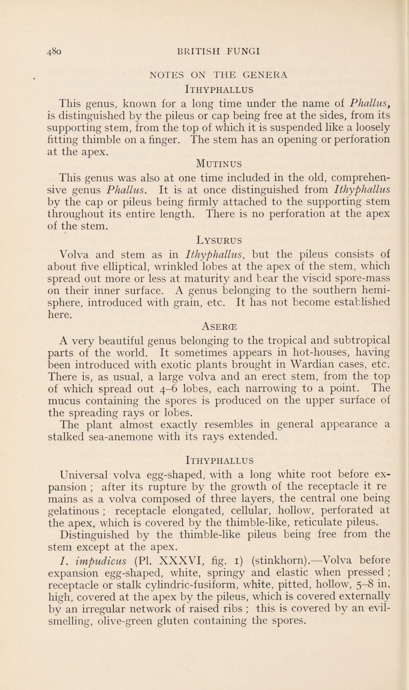 NOTES ON THE GENERA Ithyphallus This genus, known for a long time under the name of Phallus, is distinguished by the pileus or cap being free at the sides, from its supporting stem, from the top of which it is suspended like a loosely fitting thimble on a finger. The stem has an opening or perforation at the apex. Mutinus This genus was also at one time included in the old, comprehen¬ sive genus Phallus. It is at once distinguished from Ithyphallus by the cap or pileus being firmly attached to the supporting stem throughout its entire length. There is no perforation at the apex of the stem. Lysurus Volva and stem as in Ithyphallus, but the pileus consists of about five elliptical, wrinkled lobes at the apex of the stem, which spread out more or less at maturity and bear the viscid spore-mass on their inner surface. A genus belonging to the southern hemi¬ sphere, introduced with grain, etc. It has not become established here. Aserce A very beautiful genus belonging to the tropical and subtropical parts of the world. It sometimes appears in hot-houses, having been introduced with exotic plants brought in Wardian cases, etc. There is, as usual, a large volva and an erect stem, from the top of which spread out 4-6 lobes, each narrowing to a point. The mucus containing the spores is produced on the upper surface of the spreading rays or lobes. The plant almost exactly resembles in general appearance a stalked sea-anemone with its rays extended. Ithyphallus Universal volva egg-shaped, with a long white root before ex¬ pansion ; after its rupture by the growth of the receptacle it re mains as a volva composed of three layers, the central one being gelatinous ; receptacle elongated, cellular, hollow, perforated at the apex, which is covered by the thimble-like, reticulate pileus. Distinguished by the thimble-like pileus being free from the stem except at the apex. I. impudicus (PI. XXXVI, fig. 1) (stinkhorn).—-Volva before expansion egg-shaped, white, springy and elastic when pressed ; receptacle or stalk cylindric-fusiform, white, pitted, hollow, 5-8 in. high, covered at the apex by the pileus, which is covered externally by an irregular network of raised ribs ; this is covered by an evil- smelling, olive-green gluten containing the spores.
