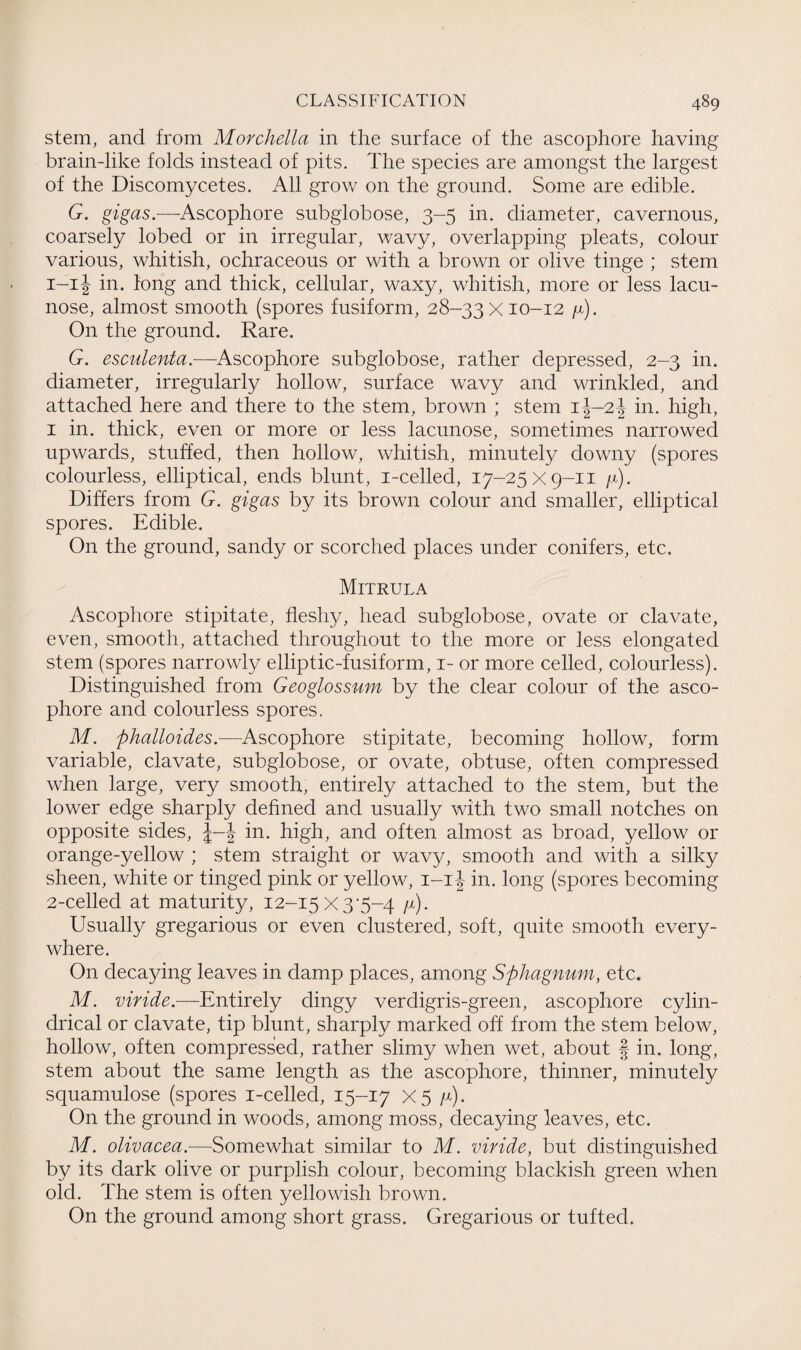 stem, and from Morchella in the surface of the ascophore having brain-like folds instead of pits. The species are amongst the largest of the Discomycetes. All grow on the ground. Some are edible. G. gigas.—Ascophore subglobose, 3-5 in. diameter, cavernous, coarsely lobed or in irregular, wavy, overlapping pleats, colour various, whitish, ochraceous or with a brown or olive tinge ; stem 1- 1} in. tong and thick, cellular, waxy, whitish, more or less lacu- nose, almost smooth (spores fusiform, 28-33x10-12 y). On the ground. Rare. G. esculenta.—Ascophore subglobose, rather depressed, 2-3 in. diameter, irregularly hollow, surface wavy and wrinkled, and attached here and there to the stem, brown ; stem 1J-2J in. high, 1 in. thick, even or more or less lacunose, sometimes narrowed upwards, stuffed, then hollow, whitish, minutely downy (spores colourless, elliptical, ends blunt, i-celled, 17-25x9-11 y). Differs from G. gigas by its brown colour and smaller, elliptical spores. Edible. On the ground, sandy or scorched places under conifers, etc. Mitrula Ascophore stipitate, fleshy, head subglobose, ovate or clavate, even, smooth, attached throughout to the more or less elongated stem (spores narrowly elliptic-fusiform, 1- or more celled, colourless). Distinguished from Geoglossum by the clear colour of the asco¬ phore and colourless spores. M. phalloides.—Ascophore stipitate, becoming hollow, form variable, clavate, subglobose, or ovate, obtuse, often compressed when large, very smooth, entirely attached to the stem, but the lower edge sharply defined and usually with two small notches on opposite sides, J-J in. high, and often almost as broad, yellow or orange-yellow ; stem straight or wavy, smooth and with a silky sheen, white or tinged pink or yellow, 1-1J in. long (spores becoming 2- celled at maturity, 12-15 X 3'5~4 y). Usually gregarious or even clustered, soft, quite smooth every¬ where. On decaying leaves in damp places, among Sphagnum, etc. M. viride.—Entirely dingy verdigris-green, ascophore cylin¬ drical or clavate, tip blunt, sharply marked off from the stem below, hollow, often compressed, rather slimy when wet, about § in. long, stem about the same length as the ascophore, thinner, minutely squamulose (spores i-celled, 15-17 X5 y). On the ground in woods, among moss, decaying leaves, etc. M. olivacea.•—Somewhat similar to M. viride, but distinguished by its dark olive or purplish colour, becoming blackish green when old. The stem is often yellowish brown. On the ground among short grass. Gregarious or tufted.