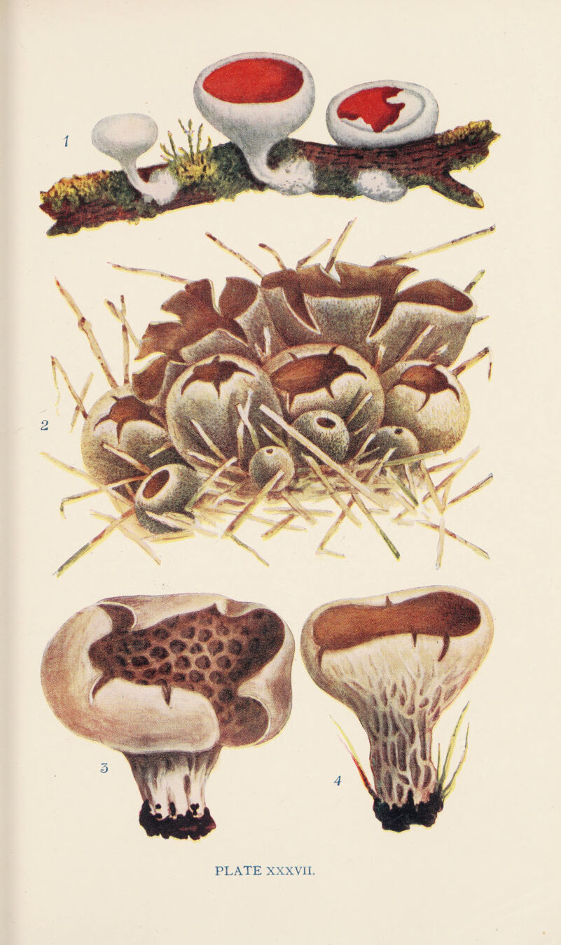 PLATE XXXVII