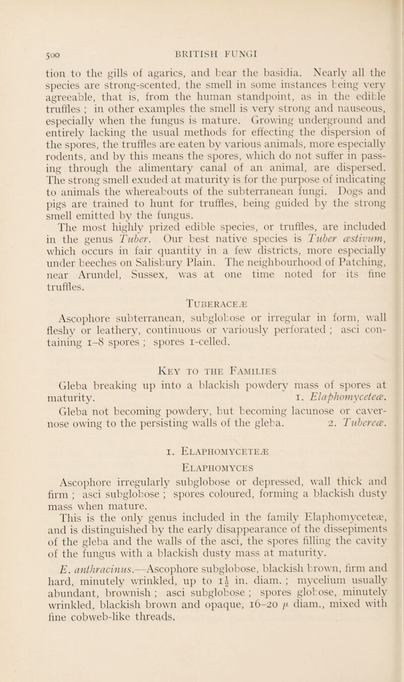 tion to the gills of agarics, and bear the basidia. Nearly all the species are strong-scented, the smell in some instances being very agreeable, that is, from the human standpoint, as in the edible truffles ; in other examples the smell is very strong and nauseous, especially when the fungus is mature. Growing underground and entirely lacking the usual methods for effecting the dispersion of the spores, the truffles are eaten by various animals, more especially rodents, and by this means the spores, which do not suffer in pass¬ ing through the alimentary canal of an animal, are dispersed. The strong smell exuded at maturity is for the purpose of indicating to animals the whereabouts of the subterranean fungi. Dogs and pigs are trained to hunt for truffles, being guided by the strong smell emitted by the fungus. The most highly prized edible species, or truffles, are included in the genus Tuber. Our best native species is 'Tuber cvstivum, which occurs in fair quantity in a few districts, more especially under beeches on Salisbury Plain. The neighbourhood of Patching, near Arundel, Sussex, was at one time noted for its fine truffles. TuBERACE/E Ascophore subterranean, subglobose or irregular in form, wall fleshy or leathery, continuous or variously perforated ; asci con¬ taining 1-8 spores ; spores i-celled. Key to the Families Gleba breaking up into a blackish powdery mass of spores at maturity. i. Elaphomycetece. Gleba not becoming powdery, but becoming lacunose or caver- nose owing to the persisting walls of the gleba. 2. Tubcrcce. i. Elaphomycetece Elaphomyces Ascophore irregularly subglobose or depressed, wall thick and firm ; asci subglobose ; spores coloured, forming a blackish dusty mass when mature. This is the only genus included in the family Elaphomyceteaq and is distinguished by the early disappearance of the dissepiments of the gleba and the walls of the asci, the spores filling the cavity of the fungus with a blackish dusty mass at maturity. E. anthracinus.—Ascophore subglobose, blackish brown, firm and hard, minutely wrinkled, up to if in. diam. ; mycelium usually abundant, brownish ; asci subglobose ; spores globose, minutely wrinkled, blackish brown and opaque, 16-20 y diam., mixed with fine cobweb-like threads.