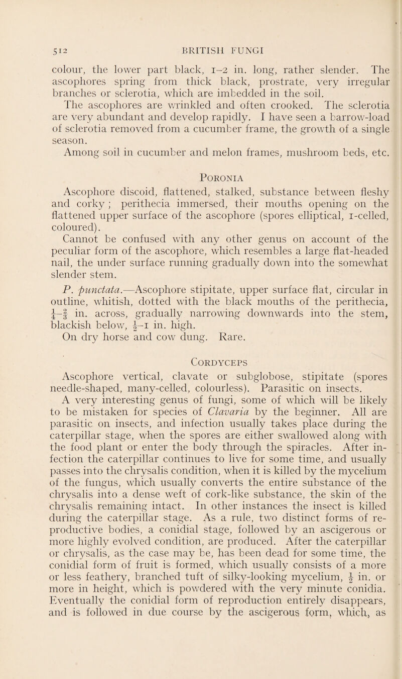 colour, the lower part black, 1-2 in. long, rather slender. The ascophores spring from thick black, prostrate, very irregular branches or sclerotia, which are imbedded in the soil. The ascophores are wrinkled and often crooked. The sclerotia are very abundant and develop rapidly. I have seen a barrow-load of sclerotia removed from a cucumber frame, the growth of a single season. Among soil in cucumber and melon frames, mushroom beds, etc. PORONIA Ascophore discoid, flattened, stalked, substance between fleshy and corky ; perithec.ia immersed, their mouths opening on the flattened upper surface of the ascophore (spores elliptical, i-celled, coloured). Cannot be confused with any other genus on account of the peculiar form of the ascophore, which resembles a large flat-headed nail, the under surface running gradually down into the somewhat slender stem. P. punctata.—Ascophore stipitate, upper surface flat, circular in outline, whitish, dotted with the black mouths of the perithecia, J-f in. across, gradually narrowing downwards into the stem, blackish below, J-i in. high. On dry horse and cow dung. Rare. Cordyceps Ascophore vertical, clavate or subglobose, stipitate (spores needle-shaped, many-celled, colourless). Parasitic on insects. A very interesting genus of fungi, some of which wall be likely to be mistaken for species of Clavaria by the beginner. All are parasitic on insects, and infection usually takes place during the caterpillar stage, when the spores are either swallowed along with the food plant or enter the body through the spiracles. After in¬ fection the caterpillar continues to live for some time, and usually passes into the chrysalis condition, when it is killed by the mycelium of the fungus, which usually converts the entire substance of the chrysalis into a dense weft of cork-like substance, the skin of the chrysalis remaining intact. In other instances the insect is killed during the caterpillar stage. As a rule, two distinct forms of re¬ productive bodies, a conidial stage, followed by an ascigerous or more highly evolved condition, are produced. After the caterpillar or chrysalis, as the case may be, has been dead for some time, the conidial form of fruit is formed, which usually consists of a more or less feathery, branched tuft of silky-looking mycelium, \ in. or more in height, which is powdered with the very minute conidia. Eventually the conidial form of reproduction entirely disappears, and is followed in due course by the ascigerous form, which, as