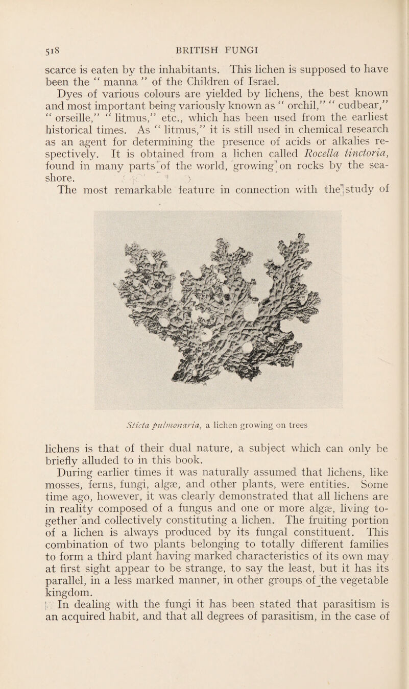 scarce is eaten by the inhabitants. This lichen is supposed to have been the <c manna ” of the Children of Israel. Dyes of various colours are yielded by lichens, the best known and most important being variously known as “ orchil/’ “ cudbear/’ “ orseille,” “ litmus,” etc., which has been used from the earliest historical times. As “ litmus,” it is still used in chemical research as an agent for determining the presence of acids or alkalies re¬ spectively. It is obtained from a lichen called Rocella tinctoria, found in many parts'of the world, growing’on rocks by the sea¬ shore. ' ' 1 ) The most remarkable feature in connection with the! study of Sticta pulmonaria, a lichen growing on trees lichens is that of their dual nature, a subject which can only be briefly alluded to in this book. During earlier times it was naturally assumed that lichens, like mosses, ferns, fungi, algae, and other plants, were entities. Some time ago, however, it was clearly demonstrated that all lichens are in reality composed of a fungus and one or more algae, living to¬ gether and collectively constituting a lichen. The fruiting portion of a lichen is always produced by its fungal constituent. This combination of two plants belonging to totally different families to form a third plant having marked characteristics of its own may at first sight appear to be strange, to say the least, but it has its parallel, in a less marked manner, in other groups of /the vegetable kingdom. [. In dealing with the fungi it has been stated that parasitism is an acquired habit, and that all degrees of parasitism, in the case of