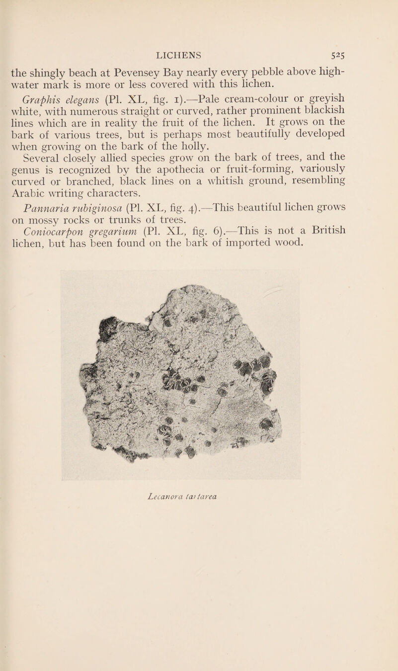 the shingly beach at Pevensey Bay nearly every pebble above high- water mark is more or less covered with this lichen. Graphis elegans (Pl. XL, fig. 1).—Pale cream-colour or greyish white, with numerous straight or curved, rather prominent blackish lines which are in reality the fruit of the lichen. It grows on the bark of various trees, but is perhaps most beautifully developed when growing on the bark of the holly. Several closely allied species grow on the bark of trees, and the genus is recognized by the apothecia or fruit-forming, variously curved or branched, black lines on a whitish ground, resembling Arabic writing characters. Pannaria rubiginosa (PI. XL, fig. 4).—-This beautiful lichen grows on mossy rocks or trunks of trees. Coniocarpon gregarium (PI. XL, fig. 6).—This is not a British lichen, but has been found on the bark of imported wood. Lecanora (a)/area