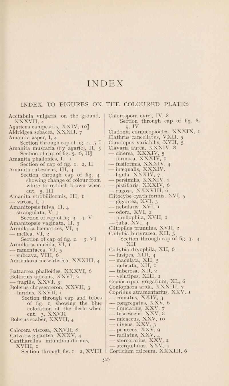 INDEX INDEX TO FIGURES ON THE COLOURED PLATES Acetabula vulgaris, on the ground, XXXVII, 4 Agaricus campestris, XXIV, ioj Aldridgea sebacea, XXXII, 7 Amanita asper, I, 4 Section through cap of fig. 4. 5 I Amanita muscaria (fly agaric), II, 5 Section of cap of fig. 5. 6, Ilj Amanita phalloides, II, 1 Section of cap of fig. 1. 2, II Amanita rubescens, III, 4 Section through cap of fig. 4, showing change of colour from white to reddish brown when cut. 5, III Amanita strobilifcrmis, III, 1 -— virosa, I, 1 Amanitopsis fulva, II, 4 — strangulata, V, 3 Section of cap of fig. 3. 4, V Amanitopsis vaginata, II, 3 Armillaria hsematites, VI, 4 — mellea, VI, 2 Section of cap of fig. 2. 3, VI Armillaria mucida, VI, 1 -—- ramentacea, VI, 5 -—- subcava, VIII, 6 Auricularia mesenterica, XXXIII, 4 Battarrea phalloides, XXXVI, 6 Bolbitius apicalis, XXVI, 2 — fragilis, XXVI, 3 Boletus chrysenteron, XXVII, 3 — luridus, XXVII, 1 Section through cap and tubes of fig. 1, showing the blue coloration of the flesh when cut. 3, XXVII Boletus scaber, XXVII, 4 Calocera viscosa, XXVII, 8 Calvatia gigantea, XXXV, 4 Cantharellus inf undibul iformis, XVIII, 1 Section through fig. 1. 2, XVIII Chlorospora eyrei, IV, 8 Section through cap of fig. 8. 9. !V Cladonia cornucopioides, XXXIX, 1 Clathrus cancellatus, VXII, 5 Claudopus variabilis, XVII, 5 Clavaria aurea, XXXIV, 8 —- cinerea, XXXIV, 5 -—■ formosa, XXXIV, 1 — fusiformis, XXXIV, 4 — inaequalis, XXXIV, — ligula, XXXIV, 7 —■ persimilis, XXXIV, 2 —- pistillaris, XXXIV, 6 — rugosa, XXXVIII, 6 Clitocybe cyathiformis, XVI, 5 — gigantea, XVI, 3 — nebularis, XVI, 1 — odora, XVI, 2 —- phyllophila, XVII, 1 -—- tuba, XVI, 4 Clitopilus prunulus, XVII, 2 Collybia butyracea, XII, 3 Section through cap of fig. 3. 4, XII Collybia dryophila, XII, 6 -— fusipes, XIII, 4 maculata, XII, 5 — radicata, XII, 1 — tuberosa, XII, 2 — velutipes, XIII, 1 Coniocarpon gregarium, XL, 6 Coniophora arida, XXXIII, 7 Coprinus atramentarius, XXV, 1 -—- comatus, XXIV, 3 — congregatus, XXV, 6 — fimetarius, XXV, 7 — fuscescens, XXV, 8 — micaceus, XXV, 10 — niveus, XXV, 3 — pi aceus, XXV, 9 — radiatus, XXV, 4 — stercorarius, XXV, 2 — sterqnilinus, XXV, 5 Corticium calceum, XXXIII, 6