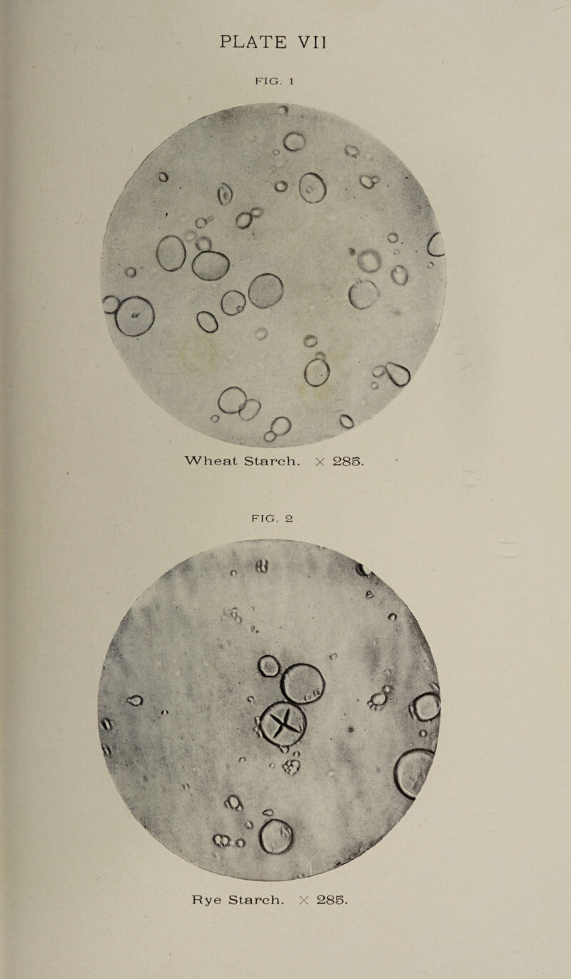 PLATE VI] FIG. 1 Wheat Starch. X 285. FIG. 2 Rye Starch. X 285