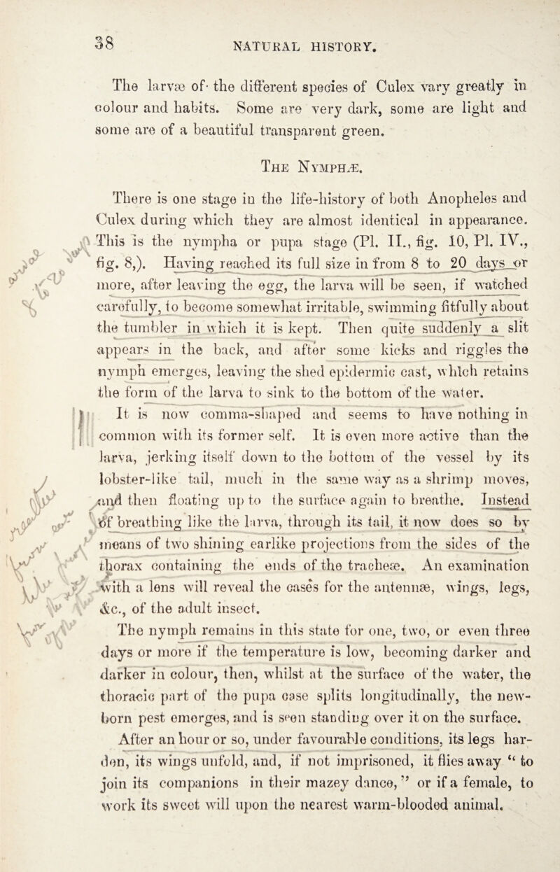 The larvae of* the different species of Culex vary greatly in colour and habits. Some are very dark, some are light and some are of a beautiful transparent green. The Nymph.r. There is one stage in the life-history of both Anopheles and Culex during which they are almost identical in appearance. This is the nympha or pupa stage (PI. II., fig. 10, PI. IV., fig. 8,). Having reached its full size in from 8 to 20 jays or more, after leaving the egg, the larva will be seen, if watched carefully, to become somewhat irritable, swimming fitfully about the tumbler in which it is kept. Then quite suddenly a slit appears in the back, and after some kicks and riggles the nymph emerges, leaving the shed epidermic cast, which retains the form of the larva to sink to the bottom of the water. fit is now comma-shaped and seems to have nothing in common with its former self. It is even more active than the larva, jerking itself down to the bottom of the vessel by its lobster-like tail, much in the same way as a shrimp moves, and then floating up to the surface again to breathe. Instead tif breathing like the larva, through its tail, it now does so by t ” 7 ^ ■— - * means of two shining earlike projections from the sides of the thorax containing the ends of the tracheae. An examination with a lens will reveal the cases for the antennae, wings, legs, &c., of the adult insect. The nymph remains in this state for one, two, or even three days or more if the temperature is low, becoming darker and darker in colour, then, whilst at the surface of the water, the thoracic part of the pupa case splits longitudinally, the new¬ born pest emerges, and is scon standing over it on the surface. After an hour or so, under favourable conditions, its legs bar- ^ . -C*t den, its wings unfold, and, if not imprisoned, it flies away “ to join its companions in their mazey dance, or if a female, to work its sweet will upon the nearest warm-blooded animal.