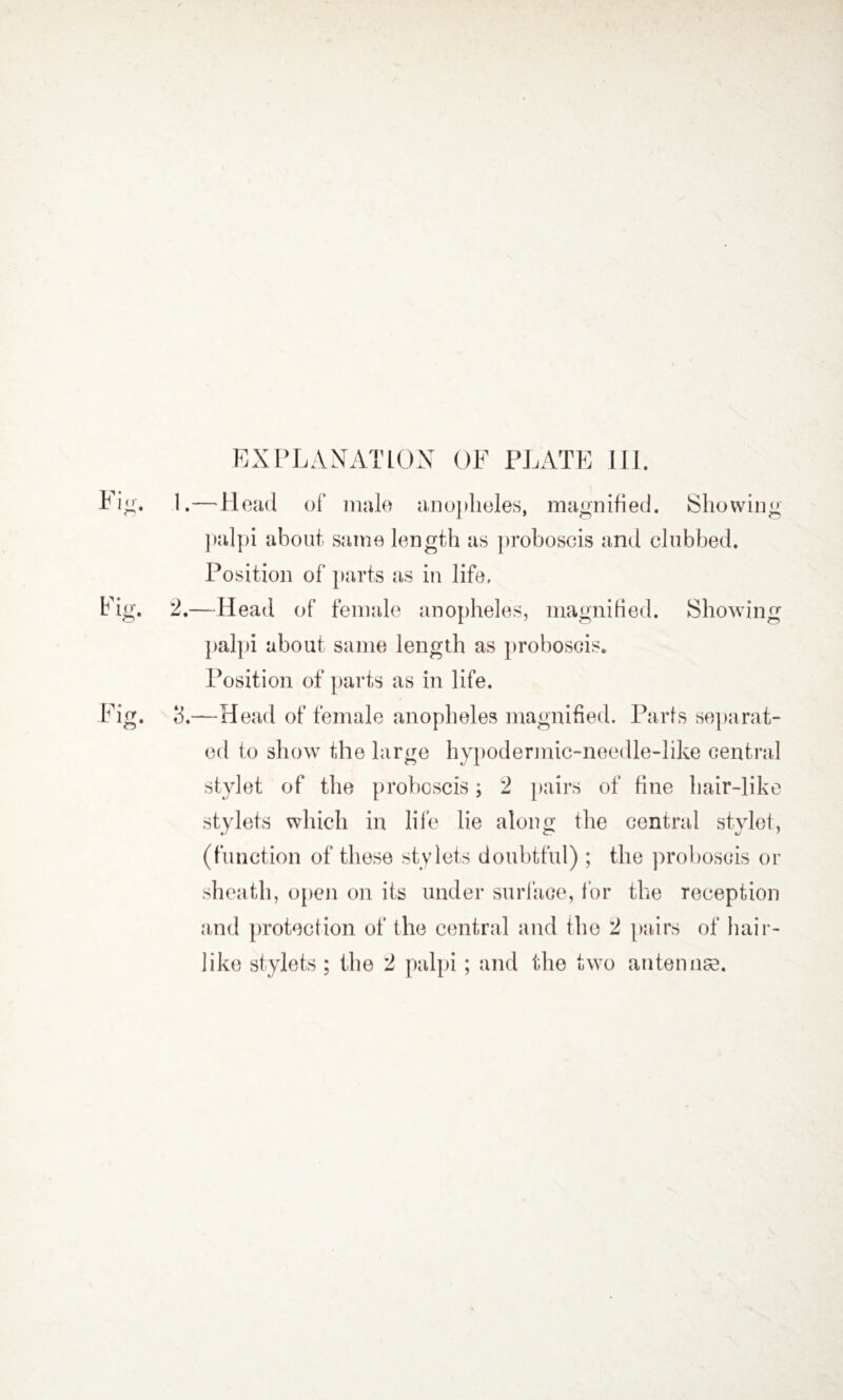 1. —Head of male anopheles, magnified. Showing palpi about same length as proboscis and clubbed. Position of parts as in life, 2. —Head of female anopheles, magnified. Showing palpi about same length as proboscis. Position of parts as in life. o.—Head of female anopheles magnified. Parts separat¬ ed to show the large hypodermic-needle-like central stylet of the proboscis; 2 pairs of fine hair-like stylets which in life lie along the central stylet, (function of these stylets doubtful); the proboscis or sheath, open on its under surface, for the reception and protection of the central and the 2 pairs of hair¬ like stylets ; the 2 palpi ; and (die two antennse.