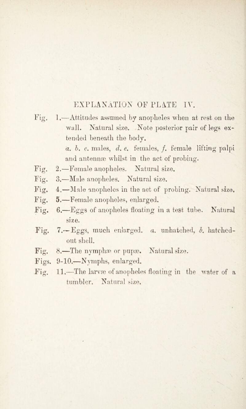 Fig. 1.—Attitudes assumed by anopheles when at rest on the wall. Natural size. Note posterior pair of legs ex¬ tended beneath the body. a. b. c. males, d. e. females, /. female lifting palpi and antennae whilst in the act of probing. Fig. 2.—Female anopheles. Natural size. Fig. 3.—Male anopheles. Natural size. Fig. 4.—Male anopheles in the act of probing. Natural size. Fig. 5.—Female anopheles, enlarged. Fig. 6.—Eggs of anopheles floating in a test tube. Natural size. Fig. 7.— Eggs, much enlarged, a. unhatched, b. hatched- out shell. Fig. 8.—The nymphae or pupae. Natural size. Figs. 9-10.—Nymphs, enlarged. Fi g. 11.—The larvae of anopheles floating in the water of a tumbler. Natural size.