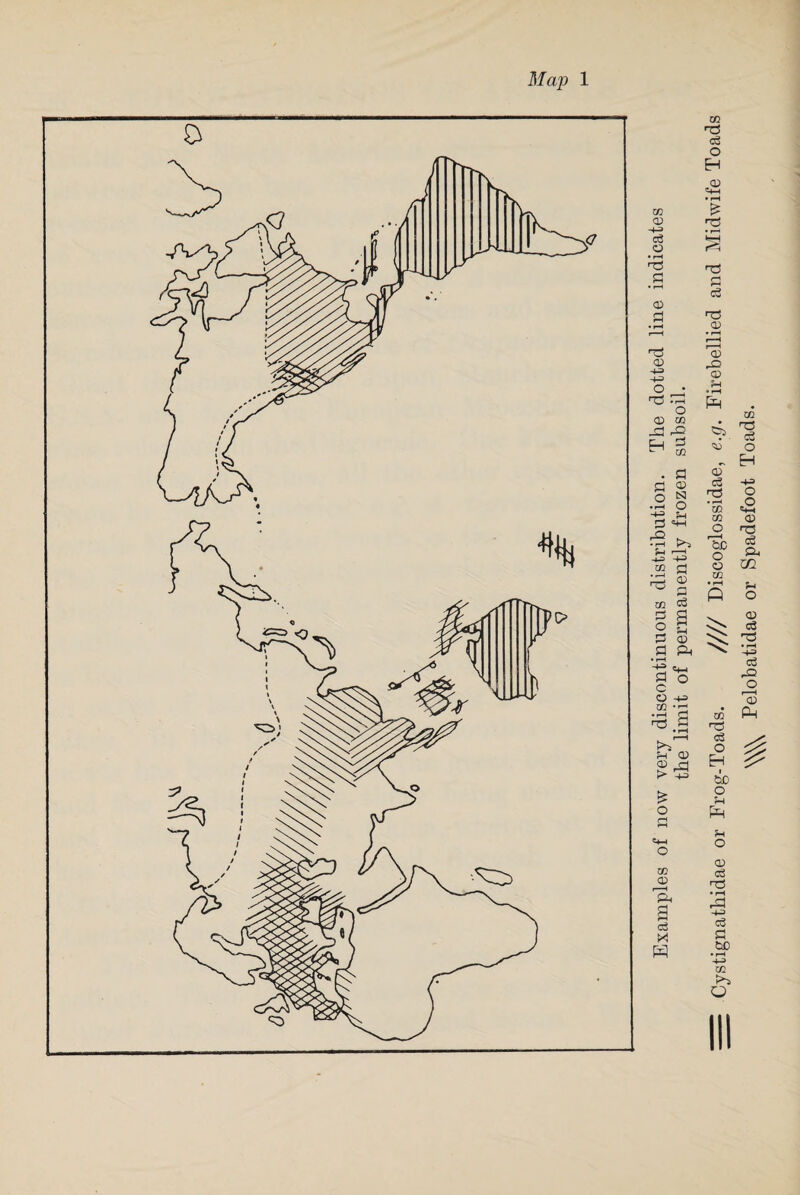 Map 1 Examples of now very discontinuous distribution. The dotted line indicates the limit of permanently frozen subsoil. Cystignathidae or Frog-Toads. //// Discoglossidae, e.g. Firebellied and Midwife Toads Pelobatidae or Spadefoot Toads.