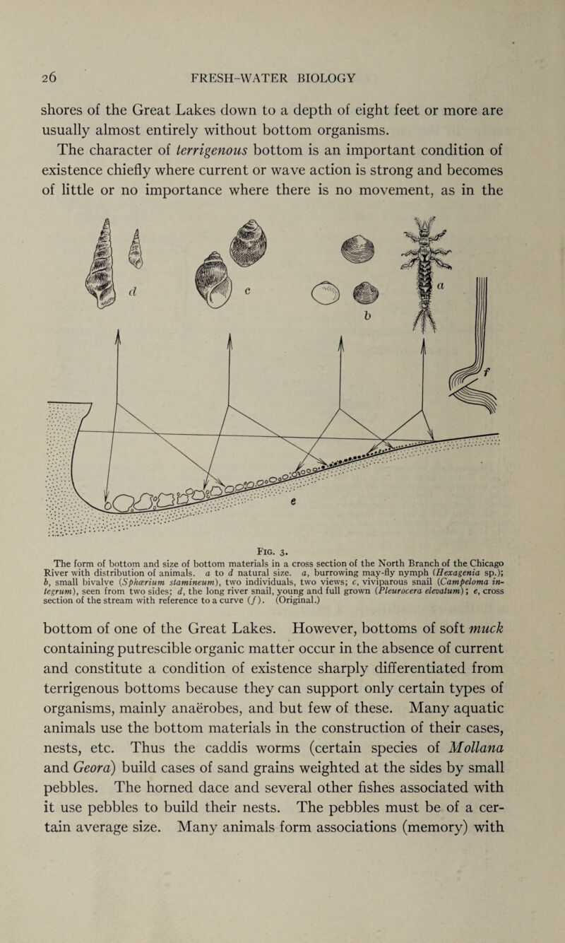 shores of the Great Lakes down to a depth of eight feet or more are usually almost entirely without bottom organisms. The character of terrigenous bottom is an important condition of existence chiefly where current or wave action is strong and becomes of little or no importance where there is no movement, as in the Fig. 3. The form of bottom and size of bottom materials in a cross section of the North Branch of the Chicago River with distribution of animals, a to d natural size, a, burrowing may-fly nymph (Hexagenia sp.); b, small bivalve (Sphcerium stamineum), two individuals, two views; c, viviparous snail (Campeloma in¬ tegrum), seen from two sides; d, the long river snail, young and full grown (Pleurocera elevalum); e, cross section of the stream with reference to a curve (/). (Original.) bottom of one of the Great Lakes. However, bottoms of soft muck containing putrescible organic matter occur in the absence of current and constitute a condition of existence sharply differentiated from terrigenous bottoms because they can support only certain types of organisms, mainly anaerobes, and but few of these. Many aquatic animals use the bottom materials in the construction of their cases, nests, etc. Thus the caddis worms (certain species of Mollana and Geora) build cases of sand grains weighted at the sides by small pebbles. The horned dace and several other fishes associated with it use pebbles to build their nests. The pebbles must be of a cer¬ tain average size. Many animals form associations (memory) with