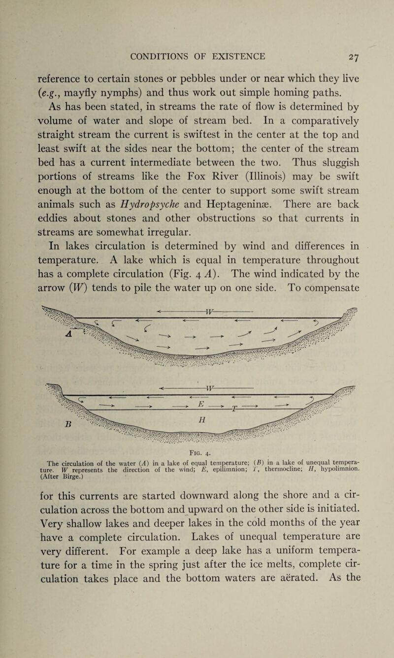 reference to certain stones or pebbles under or near which they live (1e.g., mayfly nymphs) and thus work out simple homing paths. As has been stated, in streams the rate of flow is determined by volume of water and slope of stream bed. In a comparatively straight stream the current is swiftest in the center at the top and least swift at the sides near the bottom; the center of the stream bed has a current intermediate between the two. Thus sluggish portions of streams like the Fox River (Illinois) may be swift enough at the bottom of the center to support some swift stream animals such as Hydropsyche and Heptageninas. There are back eddies about stones and other obstructions so that currents in streams are somewhat irregular. In lakes circulation is determined by wind and differences in temperature. A lake which is equal in temperature throughout has a complete circulation (Fig. 4 A). The wind indicated by the arrow (IF) tends to pile the water up on one side. To compensate Fig. 4. The circulation of the water (A) in a lake of equal temperature; (B) in a lake of unequal tempera¬ ture. W represents the direction of the wind; E, epilimnion; 1 , thennocline; //, hypolimnion. (After Birge.) for this currents are started downward along the shore and a cir¬ culation across the bottom and upward on the other side is initiated. Very shallow lakes and deeper lakes in the cold months of the year have a complete circulation. Lakes of unequal temperature are very different. For example a deep lake has a uniform tempera¬ ture for a time in the spring just after the ice melts, complete cir¬ culation takes place and the bottom waters are aerated. As the