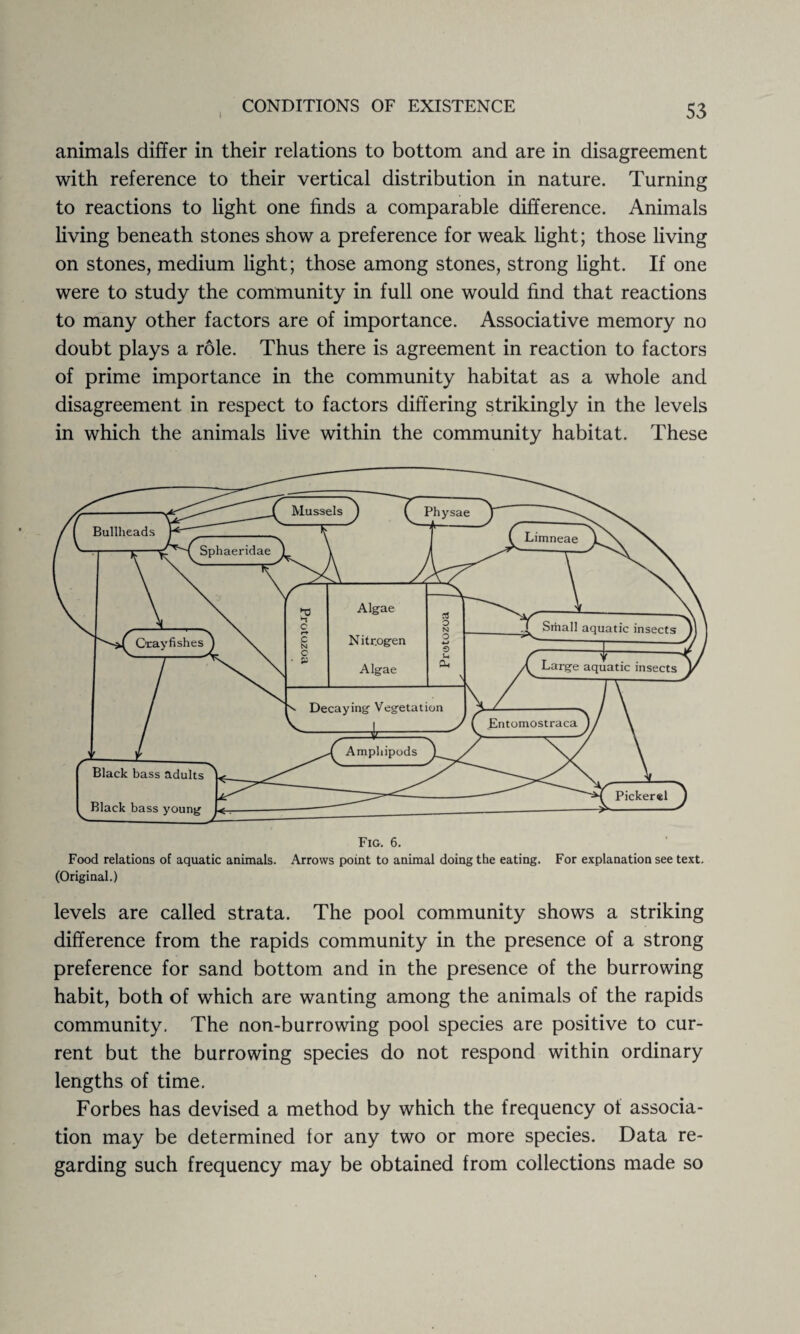 animals differ in their relations to bottom and are in disagreement with reference to their vertical distribution in nature. Turning to reactions to light one finds a comparable difference. Animals living beneath stones show a preference for weak light; those living on stones, medium light; those among stones, strong light. If one were to study the community in full one would find that reactions to many other factors are of importance. Associative memory no doubt plays a role. Thus there is agreement in reaction to factors of prime importance in the community habitat as a whole and disagreement in respect to factors differing strikingly in the levels in which the animals live within the community habitat. These Fig. 6. Food relations of aquatic animals. Arrows point to animal doing the eating. For explanation see text. (Original.) levels are called strata. The pool community shows a striking difference from the rapids community in the presence of a strong preference for sand bottom and in the presence of the burrowing habit, both of which are wanting among the animals of the rapids community. The non-burrowing pool species are positive to cur¬ rent but the burrowing species do not respond within ordinary lengths of time. Forbes has devised a method by which the frequency of associa¬ tion may be determined for any two or more species. Data re¬ garding such frequency may be obtained from collections made so