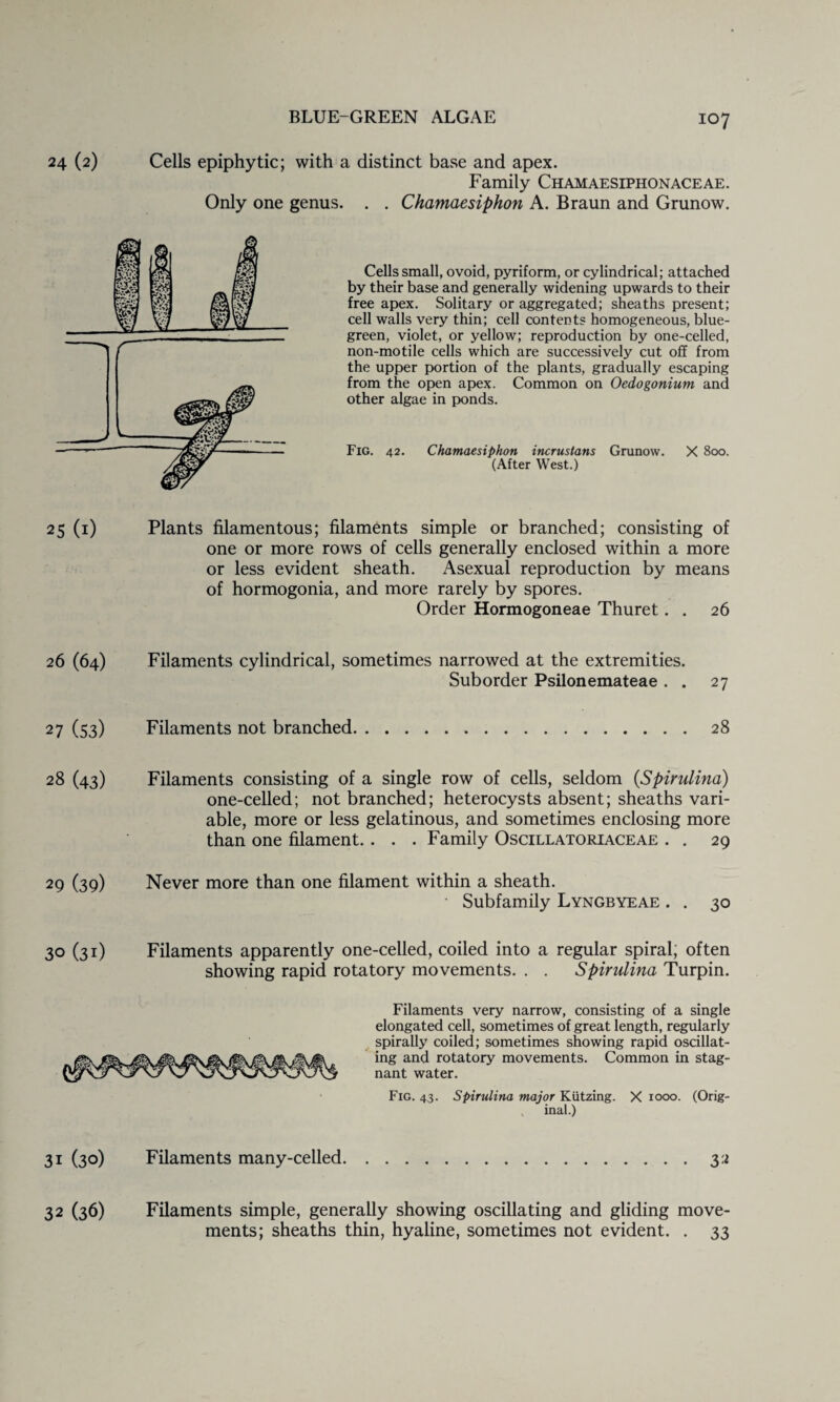 24 (2) Cells epiphytic; with a distinct base and apex. Family Chamaesiphonaceae. Only one genus. . . Chamaesiphon A. Braun and Grunow. Cells small, ovoid, pyriform, or cylindrical; attached by their base and generally widening upwards to their free apex. Solitary or aggregated; sheaths present; cell walls very thin; cell contents homogeneous, blue- green, violet, or yellow; reproduction by one-celled, non-motile cells which are successively cut off from the upper portion of the plants, gradually escaping from the open apex. Common on Oedogonium and other algae in ponds. Fig. 42. Chamaesiphon incrustans Grunow. X 800. (After West.) 25 (1) Plants filamentous; filaments simple or branched; consisting of one or more rows of cells generally enclosed within a more or less evident sheath. Asexual reproduction by means of hormogonia, and more rarely by spores. Order Hormogoneae Thuret. . 26 26 (64) Filaments cylindrical, sometimes narrowed at the extremities. Suborder Psilonemateae . . 27 27 (53) Filaments not branched.28 28 (43) Filaments consisting of a single row of cells, seldom {Spirulina) one-celled; not branched; heterocysts absent; sheaths vari¬ able, more or less gelatinous, and sometimes enclosing more than one filament. . . . Family Oscillatoriaceae . . 29 29 (39) Never more than one filament within a sheath. ' Subfamily Lyngbyeae . . 30 30 (31) Filaments apparently one-celled, coiled into a regular spiral, often showing rapid rotatory movements. . . Spirulina Turpin. Filaments very narrow, consisting of a single elongated cell, sometimes of great length, regularly spirally coiled; sometimes showing rapid oscillat¬ ing and rotatory movements. Common in stag¬ nant water. Fig. 43. Spirulina major Kiitzing. X 1000. (Orig¬ inal.) 31 (30) Filaments many-celled.32 32 (36) Filaments simple, generally showing oscillating and gliding move¬ ments; sheaths thin, hyaline, sometimes not evident. . 33