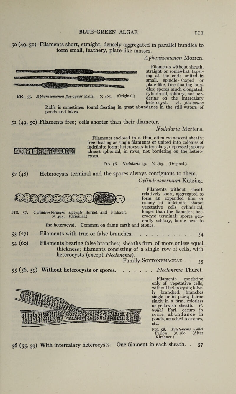 50 (49, 51) Filaments short, straight, densely aggregated in parallel bundles to form small, feathery, plate-like masses. Aphanizomenon Morren. Filaments without sheath, straight or somewhat taper¬ ing at the end; united in small, spindle - shaped or plate-like, free-floating bun¬ dles; spores much elongated, cylindrical, solitary, not bor¬ dering on the intercalary heterocyst. A. flos-aquae Ralfs is sometimes found floating in great abundance in the still waters of ponds and lakes. Fig. 55. Aphanizomenon flos-aquae Ralfs. X 465. (Original.) 51 (49, 50) Filaments free; cells shorter than their diameter. Nodularia Mertens. Filaments enclosed in a thin, often evanescent sheath; free-floating as single filaments or united into colonies of indefinite form; heterocysts intercalary, depressed; spores almost spherical, in rows, not bordering on the hetero¬ cysts. Fig. 56. Nodularia sp. X 465. (Original.) 52 (48) Heterocysts terminal and the spores always contiguous to them. Cylindrospermum Kiitzing. Filaments without sheath relatively short, aggregated to form an expanded film or colony of indefinite shape; vegetative cells cylindrical, longer than the diameter; het¬ erocyst terminal; spores gen¬ erally solitary, borne next to the heterocyst. Common on damp earth and stones. 53 (27) Filaments with true or false branches.54 54 (60) Filaments bearing false branches; sheaths firm, of more or less equal thickness; filaments consisting of a single row of cells, with heterocysts (except Plectonema). Family Scytonemaceae . 55 55 (56, 59) Without heterocysts or spores.Plectonema Thuret. Filaments consisting only of vegetative cells, without heterocysts; false¬ ly branched, branches single or in pairs; borne singly in a firm, colorless or yellowish sheath. P. wollei Farl. occurs in some abundance in ponds, attached to stones, etc. Fig. 58. Plectonema wollei Farlow. X 260. (After Kirchner.) 56 (55, 59) With intercalary heterocysts. One filament in each sheath. . 57 Fig. 57. Cylindrospermum stagnate Bornet and Flahault. X 465- (Original.)