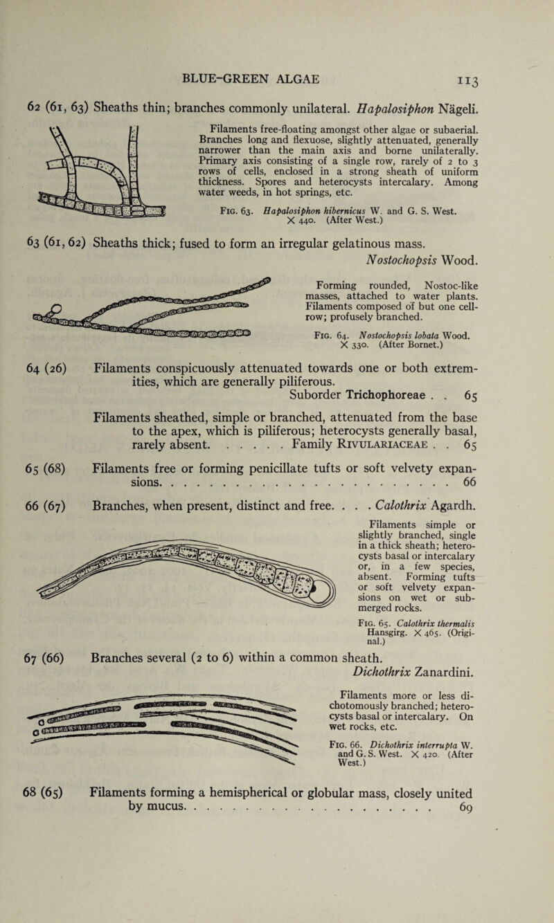 XI3 62 (61, 63) Sheaths thin; branches commonly unilateral. Hapalosiphon Nageli. Filaments free-floating amongst other algae or subaerial. Branches long and flexuose, slightly attenuated, generally narrower than the main axis and borne unilaterally. Primary axis consisting of a single row, rarely of 2 to 3 rows of cells, enclosed in a strong sheath of uniform thickness. Spores and heterocysts intercalary. Among water weeds, in hot springs, etc. Fig. 63. Hapalosiphon hibernicus W. and G. S. West. X 440. (After West.) 63 (61,62) Sheaths thick; fused to form an irregular gelatinous mass. Nostochopsis Wood. Forming rounded, Nostoc-like masses, attached to water plants. Filaments composed of but one cell- row; profusely branched. Fig. 64. Nostochopsis lobata Wood. X 330. (After Bornet.) 64 (26) Filaments conspicuously attenuated towards one or both extrem¬ ities, which are generally piliferous. Suborder Trichophoreae . . 65 Filaments sheathed, simple or branched, attenuated from the base to the apex, which is piliferous; heterocysts generally basal, rarely absent.Family Rivulariaceae . . 65 65 (68) Filaments free or forming penicillate tufts or soft velvety expan¬ sions 66 66 (67) Branches, when present, distinct and free. . . Calothrix Agardh. Filaments simple or slightly branched, single in a thick sheath; hetero¬ cysts basal or intercalary or, in a few species, absent. Forming tufts or soft velvety expan¬ sions on wet or sub¬ merged rocks. Fig. 65. Calothrix thermalis Hansgirg. X 465- (Origi¬ nal.) 67 (66) Branches several (2 to 6) within a common sheath. Dichothrix Zanardini. Filaments more or less di- chotomously branched; hetero¬ cysts basal or intercalary. On wet rocks, etc. Fig. 66. Dichothrix interrupta W. and G. S. West. X 420. (After West.) 68 (65) Filaments forming a hemispherical or globular mass, closely united by mucus. 69