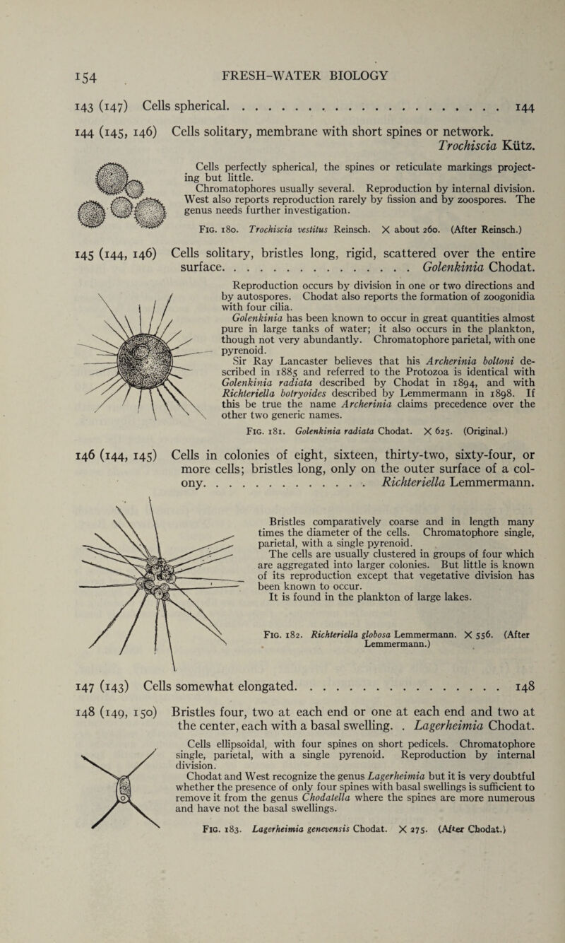 143 (147) Cells spherical..144 144 (145, 146) Cells solitary, membrane with short spines or network. Trochiscia Kiitz. Cells perfectly spherical, the spines or reticulate markings project¬ ing but little. Chromatophores usually several. Reproduction by internal division. West also reports reproduction rarely by fission and by zoospores. The genus needs further investigation. Fig. 180. Trochiscia vestitus Reinsch. X about 260. (After Reinsch.) 145 (144, 146) Cells solitary, bristles long, rigid, scattered over the entire surface.Golenkinia Chodat. Reproduction occurs by division in one or two directions and by autospores. Chodat also reports the formation of zoogonidia with four cilia. Golenkinia has been known to occur in great quantities almost pure in large tanks of water; it also occurs in the plankton, though not very abundantly. Chromatophore parietal, with one pyrenoid. Sir Ray Lancaster believes that his Archerinia bolloni de¬ scribed in 1885 and referred to the Protozoa is identical with Golenkinia radiata described by Chodat in 1894, and with Richleriella botryoides described by Lemmermann in 1898. If this be true the name Archerinia claims precedence over the other two generic names. Fig. 181. Golenkinia radiata Chodat. X 625. (Original.) 146 (144, 145) Cells in colonies of eight, sixteen, thirty-two, sixty-four, or more cells; bristles long, only on the outer surface of a col¬ ony.. Richteriella Lemmermann. Bristles comparatively coarse and in length many times the diameter of the cells. Chromatophore single, parietal, with a single pyrenoid. The cells are usually clustered in groups of four which are aggregated into larger colonies. But little is known of its reproduction except that vegetative division has been known to occur. It is found in the plankton of large lakes. Fig. 182. Richteriella globosa Lemmermann. X 556. (After Lemmermann.) 147 (143) Cells somewhat elongated 148 148 (149, 150) Bristles four, two at each end or one at each end and two at the center, each with a basal swelling. . Lagerheimia Chodat. Cells ellipsoidal, with four spines on short pedicels. Chromatophore Y single, parietal, with a single pyrenoid. Reproduction by internal division. Chodat and West recognize the genus Lagerheimia but it is very doubtful whether the presence of only four spines with basal swellings is sufficient to remove it from the genus Chodatella where the spines are more numerous and have not the basal swellings. Fig. 183. Lagerheimia genevensis Chodat. X 275- (After Chodat.)