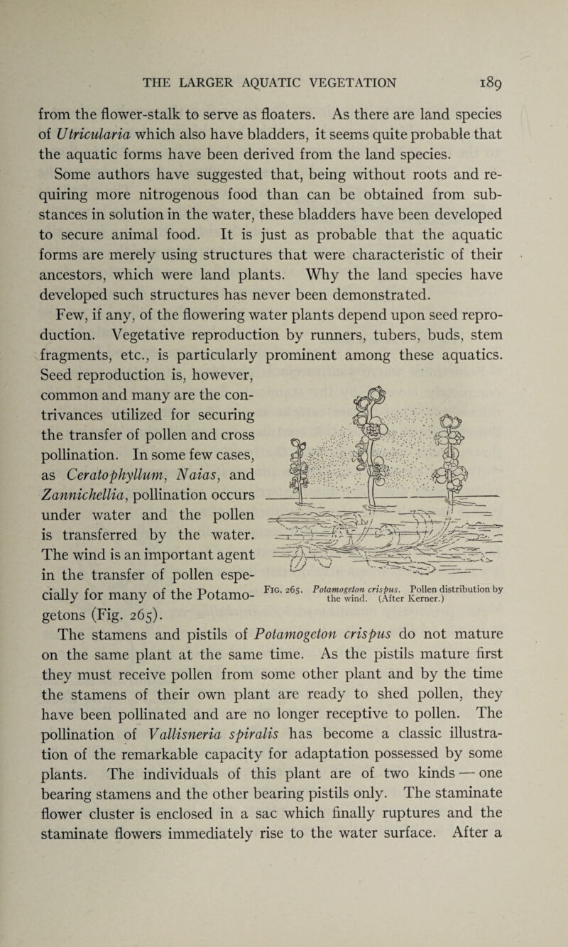 from the flower-stalk to serve as floaters. As there are land species of Utricularia which also have bladders, it seems quite probable that the aquatic forms have been derived from the land species. Some authors have suggested that, being without roots and re¬ quiring more nitrogenous food than can be obtained from sub¬ stances in solution in the water, these bladders have been developed to secure animal food. It is just as probable that the aquatic forms are merely using structures that were characteristic of their ancestors, which were land plants. Why the land species have developed such structures has never been demonstrated. Few, if any, of the flowering water plants depend upon seed repro¬ duction. Vegetative reproduction by runners, tubers, buds, stem fragments, etc., is particularly prominent among these aquatics. Seed reproduction is, however, common and many are the con¬ trivances utilized for securing the transfer of pollen and cross pollination. In some few cases, as Ceratophyllum, Naias, and Zannichellia, pollination occurs under water and the pollen is transferred by the water. The wind is an important agent in the transfer of pollen espe¬ cially for many of the Potamo- FlG-265- getons (Fig. 265). The stamens and pistils of Potamogeton crispus do not mature on the same plant at the same time. As the pistils mature first they must receive pollen from some other plant and by the time the stamens of their own plant are ready to shed pollen, they have been pollinated and are no longer receptive to pollen. The pollination of Vallisneria spiralis has become a classic illustra¬ tion of the remarkable capacity for adaptation possessed by some plants. The individuals of this plant are of two kinds — one bearing stamens and the other bearing pistils only. The staminate flower cluster is enclosed in a sac which finally ruptures and the stamina te flowers immediately rise to the water surface. After a