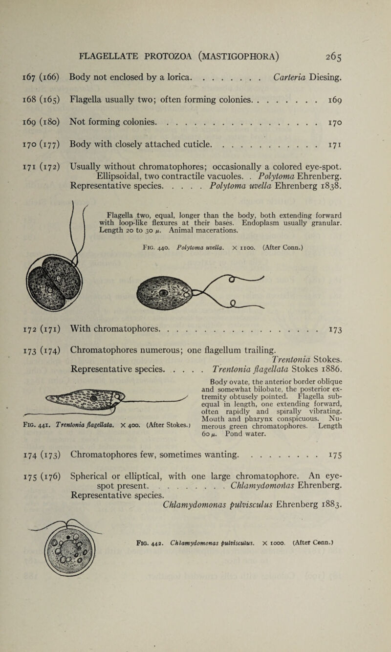 167 (166) Body not enclosed by a lorica. Carteria Diesing. 168 (165) Flagella usually two; often forming colonies.169 169 (180) Not forming colonies.170 170 (177) Body with closely attached cuticle.171 171 (172) Usually without chromatophores; occasionally a colored eye-spot. Ellipsoidal, two contractile vacuoles. . Polytoma Ehrenberg. Representative species.Polytoma uvella Ehrenberg 1838. Flagella two, equal, longer than the body, both extending forward with loop-like flexures at their bases. Endoplasm usually granular. Length 20 to 30 u- Animal macerations. Fig. 440. Polytoma uvella. X 1100. (After Conn.) 172 (171) With chromatophores.173 173 (174) Chromatophores numerous; one flagellum trailing. Representative species. . . . Fig. 441. Trentonia flagellata. X 400. (After Stokes.) Trentonia Stokes. . Trentonia flagellata Stokes 1886. Body ovate, the anterior border oblique and somewhat bilobate, the posterior ex¬ tremity obtusely pointed. Flagella sub¬ equal in length, one extending forward, often rapidly and spirally vibrating. Mouth and pharynx conspicuous. Nu¬ merous green chromatophores. Length 60/li. Pond water. 174 (173) Chromatophores few, sometimes wanting 175 175 (176) Spherical or elliptical, with one large chromatophore. An eye- spot present. ..Chlamydomodas Ehrenberg. Representative species. Chlamydomonas pulvisculus Ehrenberg 1883.