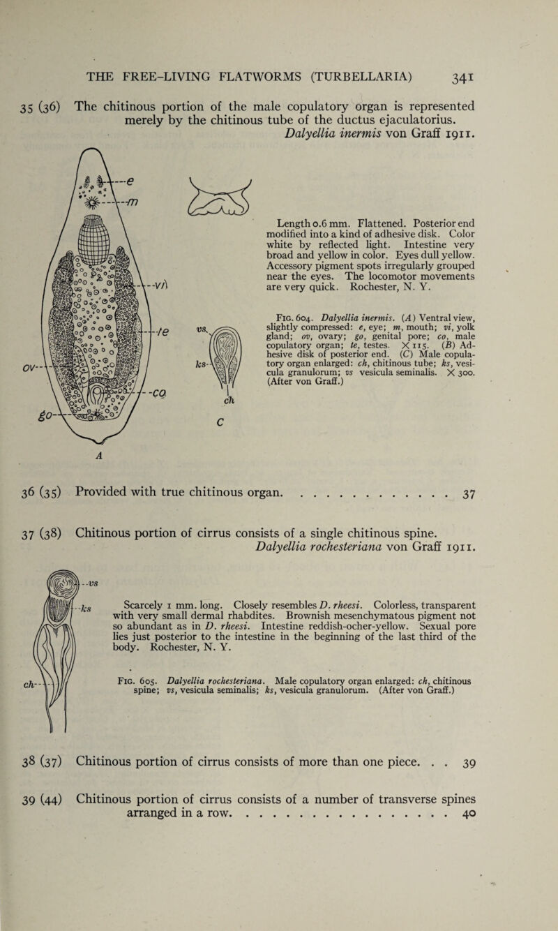 35 (36) The chitinous portion of the male copulatory organ is represented merely by the chitinous tube of the ductus ejaculatorius. Dalyellia inermis von Graff 1911. A Length 0.6 mm. Flattened. Posterior end modified into a kind of adhesive disk. Color white by reflected light. Intestine very broad and yellow in color. Eyes dull yellow. Accessory pigment spots irregularly grouped near the eyes. The locomotor movements are very quick. Rochester, N. Y. vs„ ks- Fig. 604. Dalyellia inermis. (A) Ventral view, slightly compressed: e, eye; m, mouth; vi, yolk gland; ov, ovary; go, genital pore; co, male copulatory organ; te, testes. X 115. (B) Ad¬ hesive disk of posterior end. (C) Male copula¬ tory organ enlarged: ch, chitinous tube; ks, vesi- cula granulorum; vs vesicula seminalis. X 300. (After von Graff.) C 36 (35) Provided with true chitinous organ. 37 37 (38) Chitinous portion of cirrus consists of a single chitinous spine. Dalyellia rochesteriana von Graff 1911. Scarcely 1 mm. long. Closely resembles D. rheesi. Colorless, transparent with very small dermal rhabdites. Brownish mesenchymatous pigment not so abundant as in D. rheesi. Intestine reddish-ocher-yellow. Sexual pore lies just posterior to the intestine in the beginning of the last third of the body. Rochester, N. Y. Fig. 605. Dalyellia rochesteriana. Male copulatory organ enlarged: ch, chitinous spine; vs, vesicula seminalis; ks, vesicula granulorum. (After von Graff.) 33 (37) Chitinous portion of cirrus consists of more than one piece. . . 39 39 (44) Chitinous portion of cirrus consists of a number of transverse spines arranged in a row.40