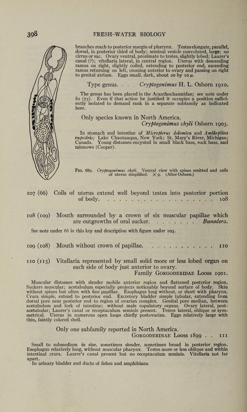 branches reach to posterior margin of pharynx. Testes elongate, parallel, dorsal, in posterior third of body; seminal vesicle convoluted, large; no cirrus or sac. Ovary ventral, proximate to testes, slightly lobed; Laurer’s canal (?); vitellaria lateral, in central region. Uterus with descending ramus on right, slightly coiled, extending to posterior end, ascending ramus returning on left, crossing anterior to ovary and passing on right to genital atrium. Eggs small, dark, about 20 by 10 /jl. Type genus. . . . Cryptogonimus H. L. Osborn 1910. The genus has been placed in the Acanthochasmidae; see note under 82 (75). Even if that action be justified it occupies a position suffici¬ ently isolated to demand rank in a separate subfamily as indicated here. Only species known in North America. Cryptogonimus chyli Osborn 1903. In stomach and intestine of Micropterus dolomieu and Ambloplites rupestris; Lake Chautauqua, New York; St. Mary’s River, Michigan; Canada. Young distomes encysted in small black bass, rock bass, and minnows (Cooper). Fig. 689. Cryptogonimus chyli. Ventral view with spines omitted and coils of uterus simplified. X 9- (After Osborn.) 107 (66) Coils of uterus extend well beyond testes into posterior portion of body.108 108 (109) Mouth surrounded by a crown of six muscular papillae which are outgrowths of oral sucker. Bunodera. See note under 66 in this key and description with figure under 103. 109 (108) Mouth without crown of papillae.no no (115) Vitellaria represented by small solid more or less lobed organ on each side of body just anterior to ovary. Family Gorgoderidae Looss 1901. Muscular distomes with slender mobile anterior region and flattened posterior region. Suckers muscular; acetabulum especially projects noticeably beyond surface of body. Skin without spines but often with fine papillae. Esophagus long without, or short with pharynx. Crura simple, extend to posterior end. Excretory bladder simple tubular, extending from dorsal pore near posterior end to region of ovarian complex. Genital pore median, between acetabulum and fork of intestine; without male copulatory organs. Ovary lateral, post- acetabular; Laurer’s canal or receptaculum seminis present. Testes lateral, oblique or sym¬ metrical. Uterus in numerous open loops chiefly postovarian. Eggs relatively large with thin, faintly colored shell. Only one subfamily reported in North America. Gorgoderinae Looss 1899 . . hi Small to submedium in size, sometimes slender, sometimes broad in posterior region. Esophagus relatively long, without muscular pharynx. Testes more or less oblique and within intestinal crura. Laurer’s canal present but no receptaculum seminis. Vitellaria not far apart. In urinary bladder and ducts of fishes and amphibians.