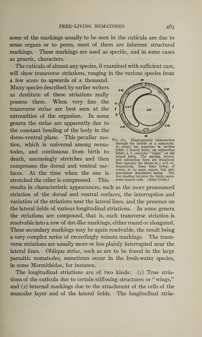 some of the markings usually to be seen in the cuticula are due to sense organs or to pores, most of them are inherent structural markings. These markings are used as specific, and in some cases as generic, characters. The cuticula of almost any species, if examined with sufficient care, will show transverse striations, ranging in the various species from a few score to upwards of a thousand. Many species described by earlier writers as destitute of these striations really possess them. When very fine the transverse striae are best seen at the extremities of the organism. In some genera the striae are apparently due to the constant bending of the body in the dorso-ventral plane. This peculiar mo¬ tion, which is universal among nema¬ todes. and continuous from birth to / death, unceasingly stretches and then compresses the dorsal and ventral sur¬ faces. At the time when the one is stretched the other is compressed. This results in characteristic appearances, such as the more pronounced striation of the dorsal and ventral surfaces, the interruption and variation of the striations near the lateral lines, and the presence on the lateral fields of various longitudinal striations. In some genera the striations are compound, that is, each transverse striation is resolvable into a row of dot-like markings, either round or elongated. These secondary markings may be again resolvable, the result being a very complex series of exceedingly minute markings. The trans¬ verse striations are usually more or less plainly interrupted near the lateral lines. Oblique striae, such as are to be found in the large parasitic nematodes, sometimes occur in the fresh-water species, in some Mermithidae, for instance. The longitudinal striations are of two kinds: (1) True stria¬ tions of the cuticula due to certain stiffening structures or “wings,” and (2) internal markings due to the attachment of the cells of the muscular layer and of the lateral fields. The longitudinal stria- Fig. 767. Diagrammatic cross-section through the middle of a nematode. ov, ovary; int, intestine; tn, median fields; l, lateral fields; sm, submedian fields; a, b, cuticular “wings” on the lateral fields. The median, lateral, and submedian lines are imaginary lines opposite the letters m, l, and sm, respectively, these lines being, of course, in no sense organs, but only convenient descriptive terms. The line shading between the fields repre¬ sents muscle cells. (After Cobb.)