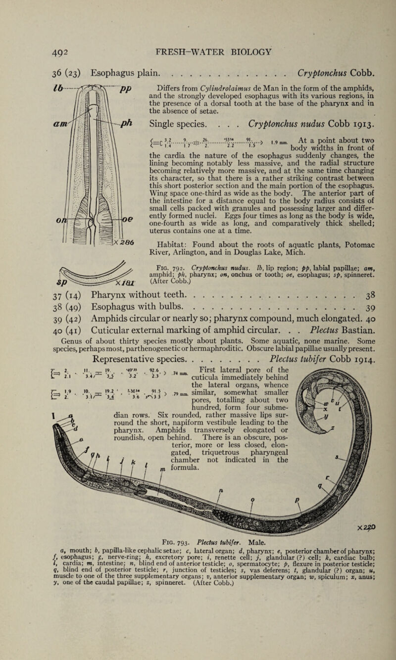 36 (23) Esophagus plain.Cryptonchus Cobb. Differs from Cylindrolaimus de Man in the form of the amphids, and the strongly developed esophagus with its various regions, in the presence of a dorsal tooth at the base of the pharynx and in the absence of setae. Single species. Cryptonchus nudus Cobb 1913. i=c 3 2 M 9 i 7 26. 'i” •53'4 '272 1.5 i.9mm. At a point about two body widths in front of the cardia the nature of the esophagus suddenly changes, the lining becoming notably less massive, and the radial structure becoming relatively more massive, and at the same time changing its character, so that there is a rather striking contrast between this short posterior section and the main portion of the esophagus. Wing space one-third as wide as the body. The anterior part of the intestine for a distance equal to the body radius consists of small cells packed with granules and possessing larger and differ¬ ently formed nuclei. Eggs four times as long as the body is wide, one-fourth as wide as long, and comparatively thick shelled; uterus contains one at a time. Habitat: Found about the roots of aquatic plants, Potomac River, Arlington, and in Douglas Lake, Mich. Fig. 792. Cryptonchus nudus. lb, lip region; pp, labial papillae; am, amphid; ph, pharynx; on, onchus or tooth; oe, esophagus; sp, spinneret. t^XJQl (After Cobb.) 37 (14) Pharynx without teeth.38 38 (49) Esophagus with bulbs.39 39 (42) Amphids circular or nearly so; pharynx compound, much elongated. 40 40 (41) Cuticular external marking of amphid circular. . . Plectus Bastian. Genus of about thirty species mostly about plants. Some aquatic, none marine. Some species, perhaps most, parthenogenetic or hermaphroditic. Obscure labial papillae usually present. Representative species.Plectus tubifer Cobb 1914. First lateral pore of the cuticula immediately behind the lateral organs, whence similar, somewhat smaller pores, totalling about two hundred, form four subme¬ dian rows. Six rounded, rather massive lips sur¬ round the short, napiform vestibule leading to the pharynx. Amphids transversely elongated or roundish, open behind. There is an obscure, pos¬ terior, more or less closed, elon¬ gated, triquetrous pharyngeal chamber not indicated in the formula. II. _ 19. ‘49-35 92 6 \ ' 3.4/~ 3_5‘ '3.2 2.3' / 10. _ 19 2 ' -M*4 91.5 \ 3 i/~ 3_4 ' 36 VS 3 3 .74 mm. 79 mm. kT 9! l 1 I m 1 n _ X2£0 Fig. 793. Plectus tubifer. Male. a, mouth; b, papilla-like cephalic setae; c, lateral organ; d, pharynx; e, posterior chamber of pharynx; /, esophagus; g, nerve-ring; h, excretory pore; i, renette cell; j, glandular (?) cell; k, cardiac bulb; l, cardia; m, intestine; n, blind end of anterior testicle; o, spermatocyte; p, flexure in posterior testicle; q, blind end of posterior testicle; r, junction of testicles; 5, vas deferens; t, glandular (?) organ; u, muscle to one of the three supplementary organs; v, anterior supplementary organ; w, spiculum; x, anus; y, one of the caudal papillae; z, spinneret. (After Cobb.)