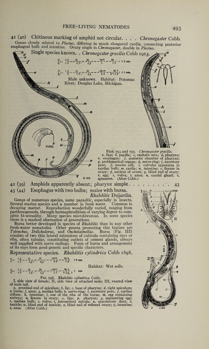 41 (4°) Chitinous marking of amphid not circular. . . . Chronogaster Cobb. Genus closely related to Plectus, differing in much elongated cardia, connecting posterior esophageal bulb and intestine. Ovary single in Chronogaster, double in Plectus. Single species known. . Chronogaster gracilis Cobb 1913 15 II. . 25. *56 J' 89. 1 2 2 3 / - 3. 1 6 1 2 12. 25. -M-4* 92 7 9 1.9 / - 2J 2 4 »^l 9 > I 2 mm. >11 mm. Male unknown. Habitat: Potomac River; Douglas Lake, Michigan. x i-so Figs. 794 and 795. Chronogaster gracilis, a, lips; b, papilla; c, cephalic seta; d, pharynx; e, esophagus; /, posterior chamber of pharynx; g, problematical organs; h, nerve-ring; i, excretory pore; j, renette cell; l, valvular apparatus in cardiac bulb; m. cardia; n, intestine; o, flexure in ovary; p, nucleus of ovum; q, blind end of ovary; r, egg; s, vulva; t, anus; u, caudal gland; v, spinneret. (After Cobb.) 42 (39) Amphids apparently absent; pharynx simple 43 (44) Esophagus with two bulbs; males with bursa. Rhabditis Dujardin. Genus of numerous species, some parasitic, especially in insects. Several marine species and a number in fresh water. Common in decaying matter. Reproduction wonderfully varied, ranging from parthenogenesis, through hermaphroditism of varying degree to com¬ plete bi-sexuality. Many species microbivorous. In some species there is a marked alternation of generations. Bursa better developed in species of Rhabditis than in any other fresh-water nematodes. Other genera presenting this feature are Tylenchus, Dolichodorus, and Oncholaimellus. Bursa (Fig. Ill) consists of two thin lateral extensions of cuticula containing rays or ribs, often tubular, constituting outlets of cement glands, always well supplied with nerve endings. Form of bursa and arrangement of its rays form good generic and specific characters. Representative species. Rhabditis cylindrica Cobb 1898. 1= i_2 12 ' 3.3 r J7_ 4 3“ ' 4.9 93_8_  1.6 18 mm Habitat: Wet soils. 21 19 16. _ ' 3ji r _26_ 3.5' 3.7 _96.3_ I. mm. Fig. 796. Rhabditis cylindrica Cobb. I, side view of female; II, side view of attached male; III, ventral view of male tail. a, proximal end of spiculum; b, lip; c, base of pharynx; d, right spiculum; e, bursa; /, anus; g, median bulb; h, nerve-ring; i, excretory pore; j, cardiac collum; k, intestine; l, one of the ribs of the bursa; m, egg containing embryo; n, flexure in ovary; o, lips; p, pharynx; q, segmenting egg; r, median bulb; s, vulva; t, intromitted spicula; u, ejaculatory duct; v, testicle; w, blind end of testicle; x, blind end of reflexed ovary; y, intestine; 2, anus. (After Cobb.) xioo