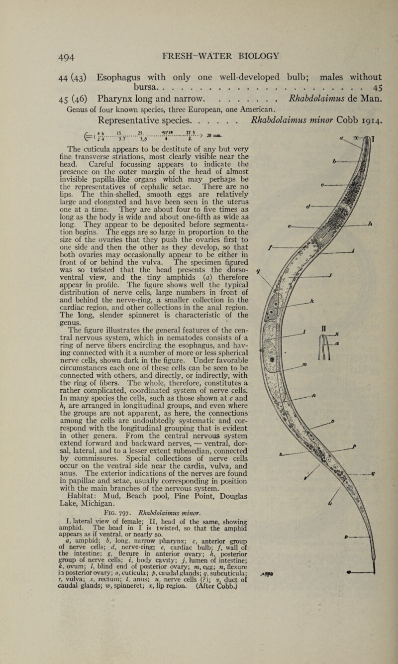 44 (43) FRESH-WATER BIOLOGY Esophagus with only one well-developed bulb; males without bursa.45 45 (46) Pharynx long and narrow.Rhabdolaimus de Man. Genus of four known species, three European, one American. Representative species. Rhabdolaimus minor Cobb 1914. r_ 4 6 15 25. ‘51’J* kr'i'i.3 7.ia 4 28 mm. The cuticula appears to be destitute of any but very fine transverse striations, most dearly visible near the head. Careful focussing appears to indicate the presence on the outer margin of the head of almost invisible papilla-like organs which may perhaps be the representatives of cephalic setae. There are no lips. The thin-shelled, smooth eggs are relatively large and elongated and have been seen in the uterus one at a time. They are about four to five times as long as the body is wide and about one-fifth as wide as long. They appear to be deposited before segmenta¬ tion begins. The eggs are so large in proportion to the size of the ovaries that they push the ovaries first to one side and then the other as they develop, so that both ovaries may occasionally appear to be either in front of or behind the vulva. The specimen figured was so twisted that the head presents the dorso- ventral view, and the tiny amphids (a) therefore appear in profile. The figure shows well the typical distribution of nerve cells, large numbers in front of and behind the nerve-ring, a smaller collection in the cardiac region, and other collections in the anal region. The long, slender spinneret is characteristic of the genus. The figure illustrates the general features of the cen¬ tral nervous system, which in nematodes consists of a ring of nerve fibers encircling the esophagus, and hav¬ ing connected with it a number of more or less spherical nerve cells, shown dark in the figure. Under favorable circumstances each one of these cells can be seen to be connected with others, and directly, or indirectly, with the ring of fibers. The whole, therefore, constitutes a rather complicated, coordinated system of nerve cells. In many species the cells, such as those shown at c and h, are arranged in longitudinal groups, and even where the groups are not apparent, as here, the connections among the cells are undoubtedly systematic and cor¬ respond with the longitudinal grouping that is evident in other genera. From the central nervous system extend forward and backward nerves, — ventral, dor¬ sal, lateral, and to a lesser extent submedian, connected by commissures. Special collections of nerve cells occur on the ventral side near the cardia, vulva, and anus. The exterior indications of the nerves are found in papillae and setae, usually corresponding in position with the main branches of the nervous system. Habitat: Mud, Beach pool, Pine Point, Douglas Lake, Michigan. Fig. 797. Rhabdolaimus minor. I, lateral view of female; II, head of the same, showing amphid. The head in I is twisted, so that the amphid appears as if ventral, or nearly so. o, amphid; b, long, narrow pharynx; c, anterior group of nerve cells; d, nerve-ring; e, cardiac bulb; /, wall of the intestine; g, flexure in anterior ovary; h, posterior group of nerve cells; i, body cavity; j, lumen of intestine; k, ovum; /, blind end of posterior ovary; m, egg; n, flexure in posterior ovary; o, cuticula; p, caudal glands; q, subcuticula; r, vulva; s, rectum; t, anus; u, nerve cells (?); v, duct of caudal glands; w, spinneret; x, lip region. (After Cobb.)