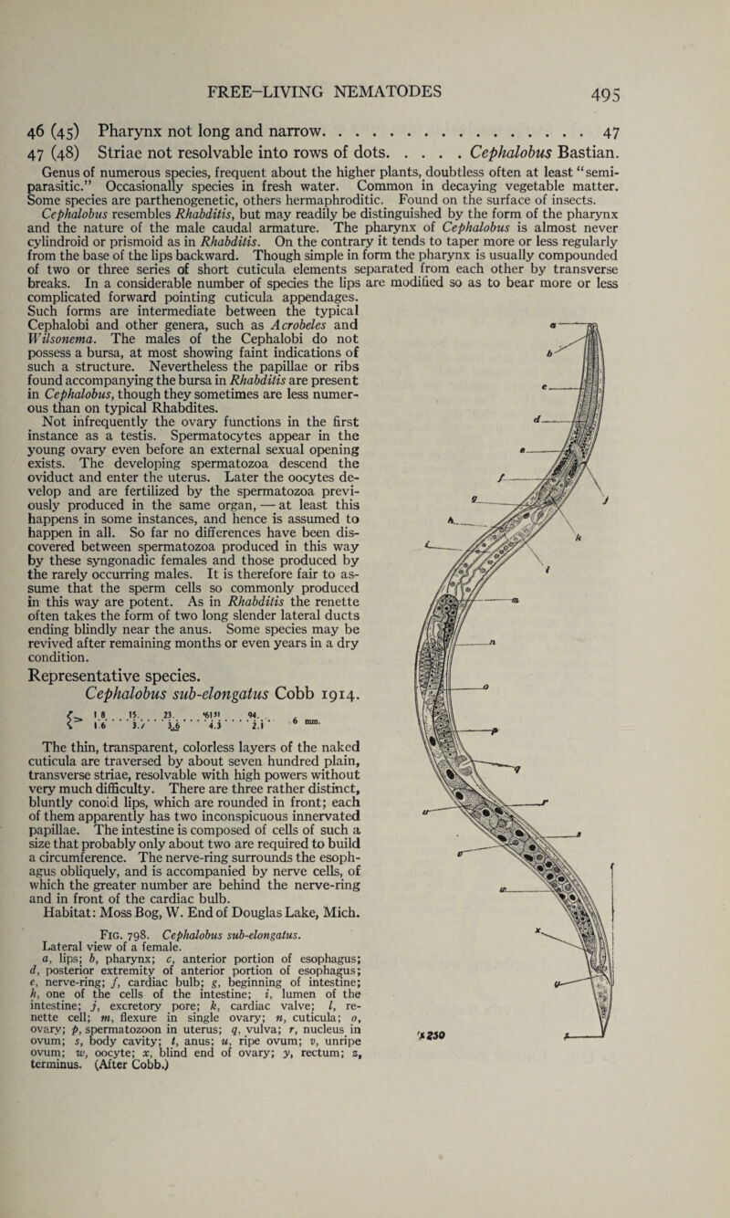 £ 1 8 16 IS. ’ 3.'/ 23. 3.6 ' *61*1 4.3 94. ' i.i 6 mm. The thin, transparent, colorless layers of the naked cuticula are traversed by about seven hundred plain, transverse striae, resolvable with high powers without very much difficulty. There are three rather distinct, bluntly conoid lips, which are rounded in front; each of them apparently has two inconspicuous innervated papillae. The intestine is composed of cells of such a size that probably only about two are required to build a circumference. The nerve-ring surrounds the esoph¬ agus obliquely, and is accompanied by nerve cells, of which the greater number are behind the nerve-ring and in front of the cardiac bulb. Habitat: Moss Bog, W. End of Douglas Lake, Mich. Fig. 798. Cephalobus sub-elongalus. Lateral view of a female. a, lips; b, pharynx; c, anterior portion of esophagus; d, posterior extremity of anterior portion of esophagus; e, nerve-ring; /, cardiac bulb; g, beginning of intestine; h, one of the cells of the intestine; i, lumen of the intestine; j, excretory pore; k, cardiac valve; l, re- nette cell; m, flexure in single ovary; n, cuticula; 0, ovary; p, spermatozoon in uterus; q, vulva; r, nucleus in ovum; s, body cavity; t, anus; u, ripe ovum; v, unripe ovum; w, oocyte; x, blind end of ovary; y, rectum; z, terminus. (After Cobb.) 46 (45) Pharynx not long and narrow.47 47 (48) Striae not resolvable into rows of dots.Cephalobus Bastian. Genus of numerous species, frequent about the higher plants, doubtless often at least “semi- parasitic.” Occasionally species in fresh water. Common in decaying vegetable matter. Some species are parthenogenetic, others hermaphroditic. Found on the surface of insects. Cephalobus resembles Rhabditis, but may readily be distinguished by the form of the pharynx and the nature of the male caudal armature. The pharynx of Cephalobus is almost never cylindroid or prismoid as in Rhabditis. On the contrary it tends to taper more or less regularly from the base of the lips backward. Though simple in form the pharynx is usually compounded of two or three series of short cuticula elements separated from each other by transverse breaks. In a considerable number of species the lips are modified so as to bear more or less complicated forward pointing cuticula appendages. Such forms are intermediate between the typical Cephalobi and other genera, such as Acrobeles and Wilsonema. The males of the Cephalobi do not possess a bursa, at most showing faint indications of such a structure. Nevertheless the papillae or ribs found accompanying the bursa in Rhabditis are present in Cephalobus, though they sometimes are less numer¬ ous than on typical Rhabdites. Not infrequently the ovary functions in the first instance as a testis. Spermatocytes appear in the young ovary even before an external sexual opening exists. The developing spermatozoa descend the oviduct and enter the uterus. Later the oocytes de¬ velop and are fertilized by the spermatozoa previ¬ ously produced in the same organ, — at least this happens in some instances, and hence is assumed to happen in all. So far no differences have been dis¬ covered between spermatozoa produced in this way by these syngonadic females and those produced by the rarely occurring males. It is therefore fair to as¬ sume that the sperm cells so commonly produced in this way are potent. As in Rhabditis the renette often takes the form of two long slender lateral ducts ending blindly near the anus. Some species may be revived after remaining months or even years in a dry condition. Representative species. Cephalobus sub-elongatus Cobb 1914.