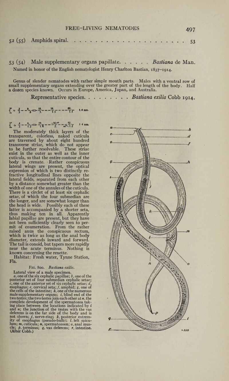 52 (55) Amphids spiral.53 53 (54) Male supplementary organs papillate.Bastiana de Man. Named in honor of the English nematologist Henry Charlton Bastian, 1837-1914. Genus of slender nematodes with rather simple mouth parts. Males with a ventral row of small supplementary organs extending over the greater part of the length of the body. Half a dozen species known. Occurs in Europe, America, Japan, and Australia. Representative species.Bastiana exilis Cobb 1914. .2 8. _ 18. 58. 89. 5 8 — 1. 15 1.1 .4 6. 19. - M-60 92. .5 1.2 ~\1~ 2. »0°N 1 .2 The moderately thick layers of the transparent, colorless, naked cuticula are traversed by about eight hundred transverse striae, which do not appear to be further resolvable. These striae exist in the outer as well as the inner cuticula, so that the entire contour of the body is crenate. Rather conspicuous lateral wings are present, the optical expression of which is two distinctly re¬ fractive longitudinal lines opposite the lateral fields, separated from each other by a distance somewhat greater than the width of one of the annules of the cuticula. There is a circlet of at least six cephalic setae, of which the four submedian are the longer, and are somewhat longer than the head is wide. Possibly each of these latter is accompanied by a shorter seta, thus making ten in all. Apparently labial papillae are present, but they have not been sufficiently clearly seen to per¬ mit of enumeration. From the rather raised anus the conspicuous rectum, which is twice as long as the anal body diameter, extends inward and forward. The tail is conoid, but tapers more rapidly near the acute terminus. Nothing is known concerning the renette. Habitat: Fresh water, Tynne Station, Fla. Fig. 800. Bastiana exilis. Lateral view of a male specimen. a, one of the six cephalic papillae; b, one of the posterior set of four submedian cephalic setae; c, one of the anterior set of six cephalic setae; d, esophagus; e, cervical seta;/, amphid; g, one of the cells of the intestine; h, one of the numerous male supplementary organs; i, blind end of the two testes; the two testes join each other at n, the complete development of the spermatozoa tak¬ ing place between the locations indicated by i and n; the junction of the testes with the vas deferens is on the far side of the body and is not shown; j, nerve-ring; k, posterior extrem¬ ity of esophagus (pseudo-bulb); l, left spicu- lum; m, cuticula; n, spermatozoon; o, anal mus¬ cle; p, terminus; q, vas deferens; r, intestine. (After Cobb.)