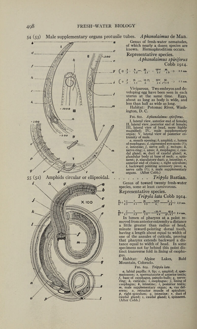 Male supplementary organs protusile tubes. Aphanolaimus de Man. Genus of fresh-water nematodes, of which nearly a dozen species are known. Hermaphroditism occurs. Representative species. Aphanolaimus spiriferus Cobb 1914. .5 .7 .2 .7 9. _ ‘i.j 20. i.1 •50'«J ■j r 10. _ i r 14.(?) i. 2 4' 88. 19 82. 701 9 1.5 mm. I 5 mm. Viviparous. Two embryos and de¬ veloping egg have been seen in each uterus at the same time. Eggs, about as long as body is wide, and less than half as wide as long. Habitat: Potomac River, Wash¬ ington, D. C. Fig. 801. Aphanolaimus spiriferus. I. lateral view, anterior end of female; II, lateral view, posterior end of female; III, lateral view of head, more highly magnified; IV, male supplementary organ; V, lateral view of posterior ex¬ tremity of male. a, mouth opening; b, amphid; c, lumen of esophagus; d, pigmented eye-spots (?); e, intestine; /, nerve cell; g, rectum; h, nerve-ring; i, anus; k, esophagus; l, cau¬ dal gland; m, duct of caudal gland; n, glandular body at base of neck; 0, spin¬ neret; p, ejaculatory duct; q, intestine; r, anterior end of cloaca; s. right spiculum; t, backward pointing accessory piece; u, nerve cells (?); v, male supplementary organs. (After Cobb.) Amphids circular or ellipsoidal.Tripyla Bastian. Genus of toward twenty fresh-water species, some at least carnivorous. Representative species. Tripyla lata Cobb 1914. 1 j_ 2.3 20 ‘54’« 8 .5 3 I 3 5 20 -M-50 3.2 82 8 ■> 2,4 mm. 2 1 3.2 3 9 4.8 20N4.I > 2 .4 mm. In lumen of pharynx at a point re¬ moved from anterior extremity a distance a little greater than radius of head, minute inward-pointing dorsal tooth, having a length about equal to width of one of the annules of cuticula, proving that pharynx extends backward a dis¬ tance equal to width of head. In some specimens not far behind this point dis¬ tinct transverse fold in lining of esopha- gus. Habitat: Alpine Lakes, Bald Mountain, Colorado. Fig. 802. Tripyla lata. a, labial papilla; b, lip; c, amphid; d, sper¬ matozoon; e, spermatocyte of anterior testis; /, base of esophagus, pseudo-bulb; g, nerve¬ ring; h, cuticula; Oesophagus; j, lining of esophagus; k, intestine; /, posterior testis; m, male supplementary organ; n, vas def¬ erens; 0, retractor muscle of spiculum; P, right spiculum; q, intestine; r, duct of caudal gland; s, caudal gland; t, spinneret. (After Cobb.)