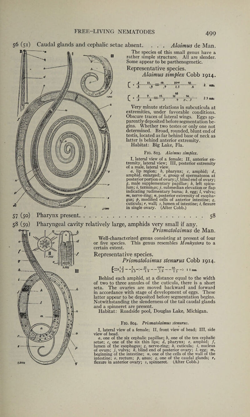 56 (51) Caudal glands and cephalic setae absent. . . . Alaimus de Man. The species of this small genus have a rather simple structure. All are slender. Some appear to be parthenogenetic. Representative species. Alaimus simplex Cobb 1914. II. _ 19. 35*«« 92 2 . ~ .9 U 6 2. mm. .2 7. _ 15. 68 M 94. _ 2 3 mm. .3 .6 .7 .9 2< .7 Very minute striations in subcuticula at extremities, under favorable conditions. Obscure traces of lateral wings. Eggs ap¬ parently deposited before segmentation be¬ gins. Whether two testes or only one not determined. Broad, rounded, blunt end of testis, located as far behind base of neck as latter is behind anterior extremity. Habitat: Big Lake, Fla. Fig. 803. Alaimus simplex. I, lateral view of a female; II, anterior ex¬ tremity, lateral view; III, posterior extremity of a male, lateral view. a, lip region; b, pharynx; c, amphid; d, amphid, enlarged; e, group of spermatozoa at posterior portion of ovary;/, blind end of ovary; g, male supplementary papillae; h, left spicu- lum; i, terminus; j, submedian elevation or flap indicating rudimentary bursa; k, egg; l, vulva; m, nerve-ring; n, posterior extremity of esopha¬ gus; p, modified cells of anterior intestine; q, cuticula; r, wall; s, lumen of intestine; t, flexure in single ovary. (After Cobb.) 57 (5°) Pharynx present 58 58 (59) Pharyngeal cavity relatively large, amphids very small if any. 6200 Prismatolaimus de Man. Well-characterized genus consisting at present of four or five species. This genus resembles Monhystera to a certain extent. Representative species. Prismatolaimus stenurus Cobb 1914. Behind each amphid, at a distance equal to the width of two to three annules of the cuticula, there is a short seta. The ovaries are moved backward and forward in accordance with stage of development of eggs. These latter appear to be deposited before segmentation begins. Notwithstanding the slenderness of the tail caudal glands and a spinneret are present. Habitat: Roadside pool, Douglas Lake, Michigan. Fig. 804. Prismatolaimus stenurus. • I, lateral view of a female; II, front view of head; III, side view of head. a, one of the six cephalic papillae; b, one of the ten cephalic setae; c, one of the six thin lips; d, pharynx; e, amphid; /, lumen of the esophagus; g, nerve-ring; h, cuticula; i, nucleus of ovum; j, vulva; k, blind end of posterior ovary; l. egg; m, beginning of the intestine; n, one of the cells of the wall of the intestine; o, rectum; p, anus; q, one of the caudal glands; r, flexure in anterior ovary; s, spinneret. (After Cobb.)