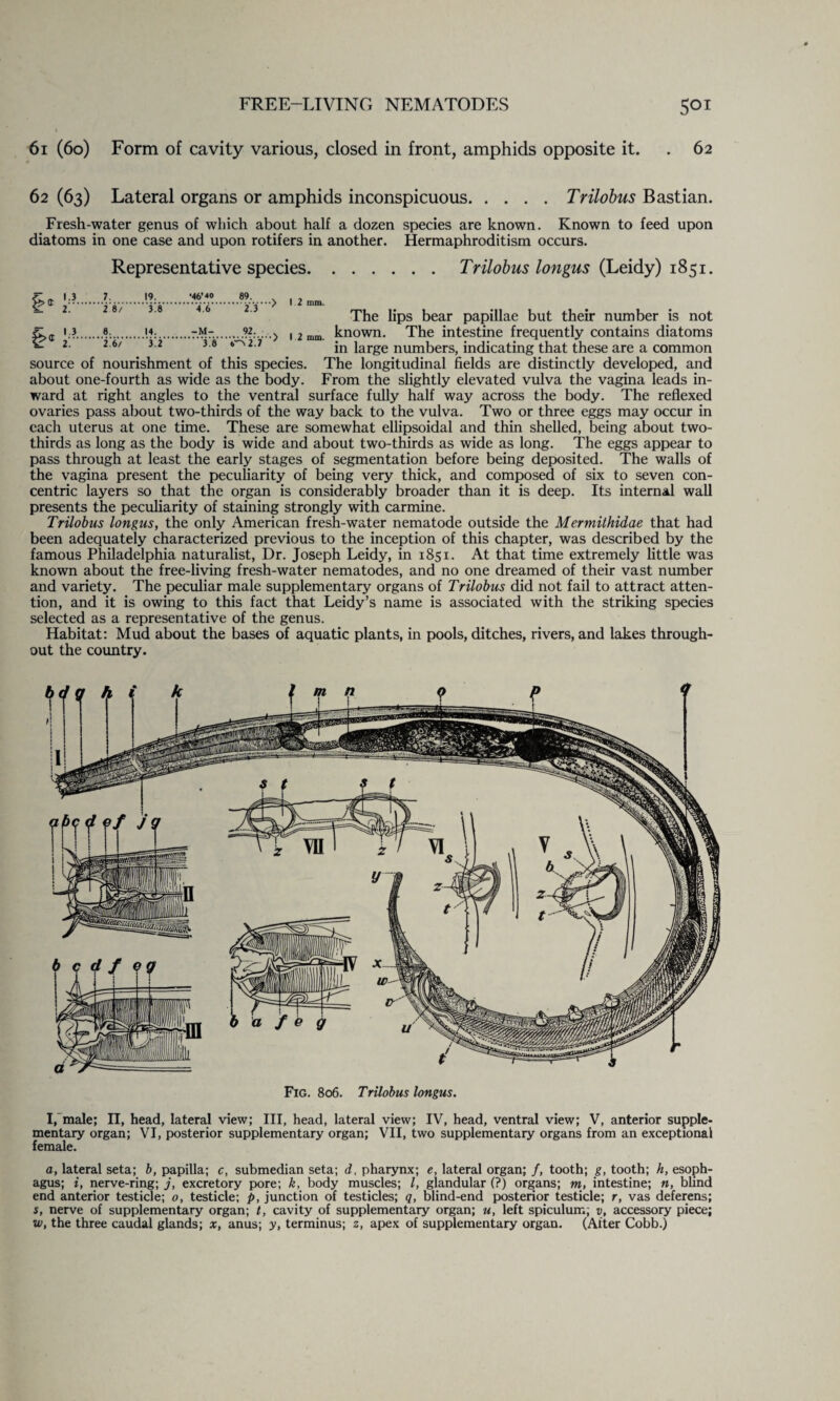 61 (60) Form of cavity various, closed in front, amphids opposite it. . 62 62 (63) Lateral organs or amphids inconspicuous.Trilobus Bastian. Fresh-water genus of which about half a dozen species are known. Known to feed upon diatoms in one case and upon rotifers in another. Hermaphroditism occurs. Representative species.Trilobus longus (Leidy) 1851. £><r 1.3 7. 19. •46’ <0 89. 2. 2 8/ 3.8 4.6 2.3 13 8. 14. -M- 92. 2. 2.6/ 3.2 3.8 4-^ 2.7 The lips bear papillae but their number is not „ known. The intestine frequently contains diatoms in large numbers, indicating that these are a common source of nourishment of this species. The longitudinal fields are distinctly developed, and about one-fourth as wide as the body. From the slightly elevated vulva the vagina leads in¬ ward at right angles to the ventral surface fully half way across the body. The reflexed ovaries pass about two-thirds of the way back to the vulva. Two or three eggs may occur in each uterus at one time. These are somewhat ellipsoidal and thin shelled, being about two- thirds as long as the body is wide and about two-thirds as wide as long. The eggs appear to pass through at least the early stages of segmentation before being deposited. The walls of the vagina present the peculiarity of being very thick, and composed of six to seven con¬ centric layers so that the organ is considerably broader than it is deep. Its internal wall presents the peculiarity of staining strongly with carmine. Trilobus longus, the only American fresh-water nematode outside the Mermithidae that had been adequately characterized previous to the inception of this chapter, was described by the famous Philadelphia naturalist, Dr. Joseph Leidy, in 1851. At that time extremely little was known about the free-living fresh-water nematodes, and no one dreamed of their vast number and variety. The peculiar male supplementary organs of Trilobus did not fail to attract atten¬ tion, and it is owing to this fact that Leidy’s name is associated with the striking species selected as a representative of the genus. Habitat: Mud about the bases of aquatic plants, in pools, ditches, rivers, and lakes through¬ out the country. Fig. 806. Trilobus longus. I, male; II, head, lateral view; III, head, lateral view; IV, head, ventral view; V, anterior supple¬ mentary organ; VI, posterior supplementary organ; VII, two supplementary organs from an exceptional female. a, lateral seta; b, papilla; c, submedian seta; d, pharynx; e, lateral organ; /, tooth; g, tooth; h, esoph¬ agus; i, nerve-ring; j, excretory pore; k, body muscles; l, glandular (?) organs; m, intestine; n, blind end anterior testicle; 0, testicle; p, junction of testicles; q, blind-end posterior testicle; r, vas deferens; s, nerve of supplementary organ; t, cavity of supplementary organ; u, left spiculum; v, accessory piece; w, the three caudal glands; x, anus; y, terminus; 2, apex of supplementary organ. (After Cobb.)
