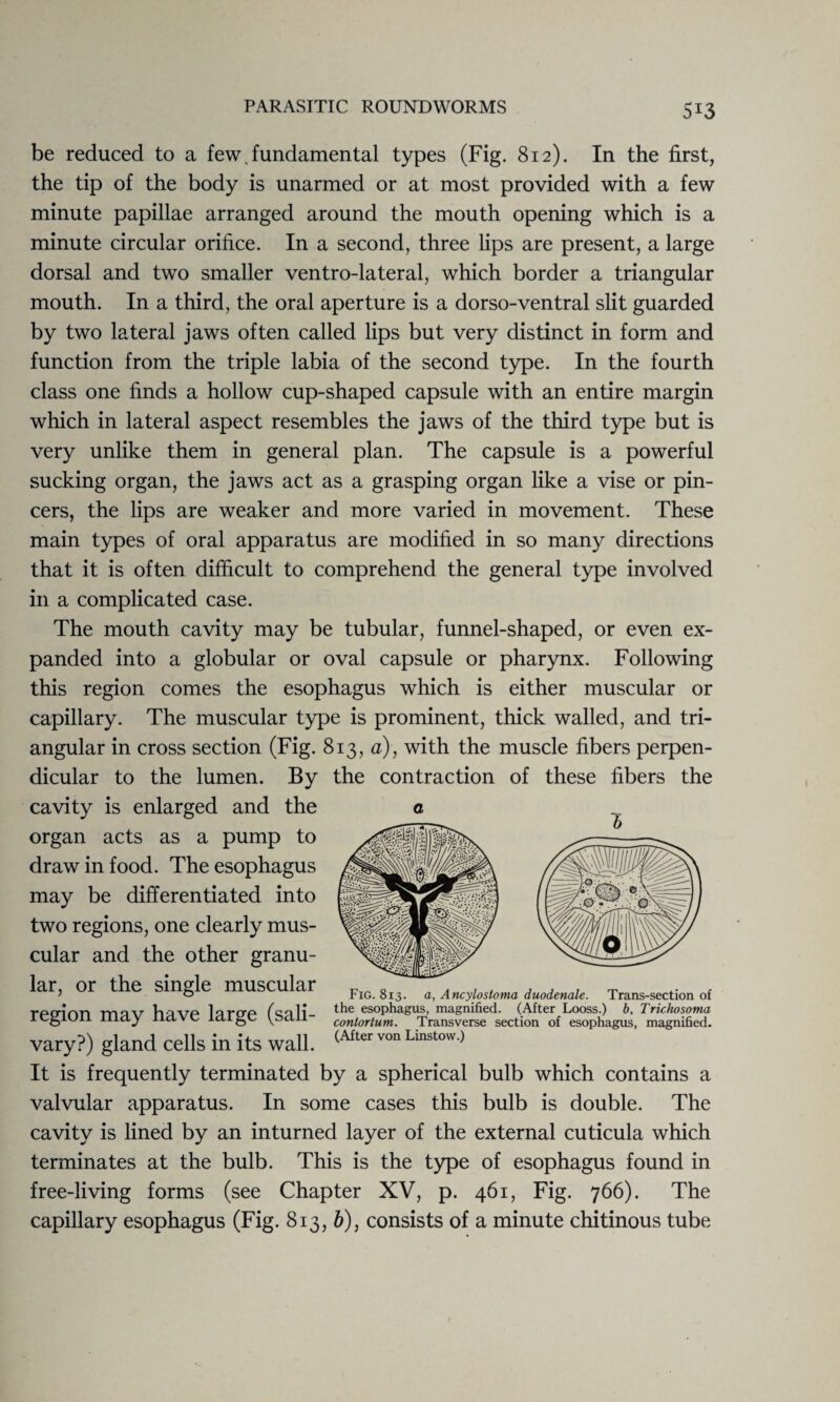 be reduced to a few, fundamental types (Fig. 812). In the first, the tip of the body is unarmed or at most provided with a few minute papillae arranged around the mouth opening which is a minute circular orifice. In a second, three lips are present, a large dorsal and two smaller ventro-lateral, which border a triangular mouth. In a third, the oral aperture is a dorso-ventral slit guarded by two lateral jaws often called lips but very distinct in form and function from the triple labia of the second type. In the fourth class one finds a hollow cup-shaped capsule with an entire margin which in lateral aspect resembles the jaws of the third type but is very unlike them in general plan. The capsule is a powerful sucking organ, the jaws act as a grasping organ like a vise or pin¬ cers, the lips are weaker and more varied in movement. These main types of oral apparatus are modified in so many directions that it is often difficult to comprehend the general type involved in a complicated case. The mouth cavity may be tubular, funnel-shaped, or even ex¬ panded into a globular or oval capsule or pharynx. Following this region comes the esophagus which is either muscular or capillary. The muscular type is prominent, thick walled, and tri¬ angular in cross section (Fig. 813, a), with the muscle fibers perpen¬ dicular to the lumen. By the contraction of these fibers the cavity is enlarged and the organ acts as a pump to draw in food. The esophagus may be differentiated into two regions, one clearly mus¬ cular and the other granu¬ lar, or the single muscular region may have large (sali¬ vary?) gland cells in its wall. It is frequently terminated by a spherical bulb which contains a valvular apparatus. In some cases this bulb is double. The cavity is lined by an inturned layer of the external cuticula which terminates at the bulb. This is the type of esophagus found in free-living forms (see Chapter XV, p. 461, Fig. 766). The capillary esophagus (Fig. 813, b), consists of a minute chitinous tube a Fig. 813. a, Ancylosloma duodenale. Trans-section of the esophagus, magnified. (After Looss.) b, Trichosoma contortum. Transverse section of esophagus, magnified. (After von Linstow.)