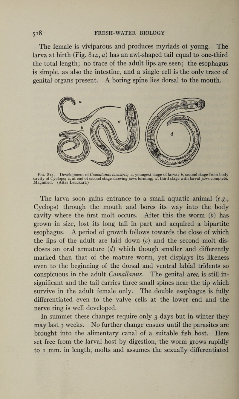 The female is viviparous and produces myriads of young. The larva at birth (Fig. 814, a) has an awl-shaped tail equal to one-third the total length; no trace of the adult lips are seen; the esophagus is simple, as also the intestine, and a single cell is the only trace of genital organs present. A boring spine lies dorsal to the mouth. Fig. 814. Development of Camallanus lacustris; a, youngest stage of larva; b, second stage from body cavity of Cyclops; c, at end of second stage showing jaws forming; d, third stage with larval jaws complete. Magnified. (After Leuckart.) The larva soon gains entrance to a small aquatic animal (e.g., Cyclops) through the mouth and bores its way into the body cavity where the first molt occurs. After this the worm (b) has grown in size, lost its long tail in part and acquired a bipartite esophagus. A period of growth follows towards the close of which the lips of the adult are laid down (c) and the second molt dis¬ closes an oral armature (d) which though smaller and differently marked than that of the mature worm, yet displays its likeness even to the beginning of the dorsal and ventral labial tridents so conspicuous in the adult Camallanus. The genital area is still in¬ significant and the tail carries three small spines near the tip which survive in the adult female only. The double esophagus is fully differentiated even to the valve cells at the lower end and the nerve ring is well developed. In summer these changes require only 3 days but in winter they may last 3 weeks. No further change ensues until the parasites are brought into the alimentary canal of a suitable fish host. Here set free from the larval host by digestion, the worm grows rapidly to 1 mm. in length, molts and assumes the sexually differentiated