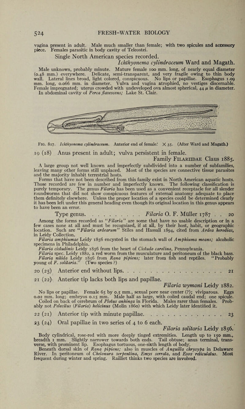 vagina present in adult. Male much smaller than female; with two spicules and accessory piece. Females parasitic in body cavity of Teleostei. Single North American species recorded. Ichthyonema cylindraceum Ward and Magath. Male unknown, probably minute. Mature female ioo mm. long, of nearly equal diameter (0.48 mm.) everywhere. Delicate, semi-transparent, and very fragile owing to thin body wall. Lateral lines broad, light colored, conspicuous. No lips or papillae. Esophagus 1.09 mm. long, 0.066 mm. in diameter. Vulva and vagina atrophied, no vestiges discernable. Female impregnated; uterus crowded with undeveloped ova almost spherical, 44 n in diameter. In abdominal cavity of Perea Jlavescens; Lake St. Clair. Fig. 817. Ichthyonema cylindraceum. Anterior end of female.’ X 35- (After Ward and Magath.) iq (18) Anus present in adult; vulva persistent in female. Family Filariidae Claus 1885. A large group not well known and imperfectly subdivided into a number of subfamilies, leaving many other forms still unplaced. Most of the species are connective tissue parasites and the majority inhabit terrestrial hosts. Forms that have not been described from this family exist in North American aquatic hosts. Those recorded are few in number and imperfectly known. The following classification is purely temporary. The genus Filaria has been used as a convenient receptacle for all slender roundworms that did not show conspicuous features of external anatomy adequate to place them definitely elsewhere. Unless the proper location of a species could be determined clearly it has been left under this general heading even though its original location in this genus appears to have been an error. Type genus.Filaria 0. F. Muller 1787 . . 20 Among the forms recorded as “Filaria” are some that have no usable description or in a few cases none at all and must be recognized, if at all, by their host, habit, or geographic location. Such are 11 Filaria ardearum” Stiles and Hassall 1894, cited from Ardea herodias, in Leidy Collection. Filaria amphiumae Leidy 1856 encysted in the stomach wall of Amphiuma means; alcoholic specimens in Philadelphia. Filaria cistudinis Leidy 1856 from the heart of Cistudo Carolina, Pennsylvania. Filaria spec. Leidy 1882, a red worm from the musculature and peritoneum of the black bass. Filaria nitida Leidy 1856 from Rana pipiens; later from fish and reptiles. “Probably young of F. soliiaria.” (Two species ?) 20 (25) Anterior end without lips.21 21 (22) Anterior tip lacks both lips and papillae. Filaria wymani Leidy 1882. No lips or papillae. Female 65 by 0.5 mm., sexual pore near center (?); viviparous. Eggs 0.02 mm. long; embryos 0.15 mm. Male half as large, with coiled caudal end; one spicule. Coiled on back of cerebrum of Plotus anhinga in Florida. Males rarer than females. Prob¬ ably not Pelecitus (Filaria) helicinus (Molin i860) with which Leidy later identified it. 22 (21) Anterior tip with minute papillae.23 23 (24) Oral papillae in two series of 4 to 6 each. Filaria solitaria Leidy 1856. Body cylindrical, rose-red with more deeply tinged extremities. Length up to 150 mm., breadth 1 mm. Slightly narrower towards both ends. Tail obtuse; anus terminal, trans¬ verse, with prominent lip. Esophagus tortuous, one-sixth length of body. Beneath dorsal skin of Rana pipiens; also in muscles of Anguilla chrysypa in Delaware River. In peritoneum of Chelonura serpentina, Emys serrata, and Esox reticulatus. Most frequent during winter and spring. Railliet thinks two species are involved.