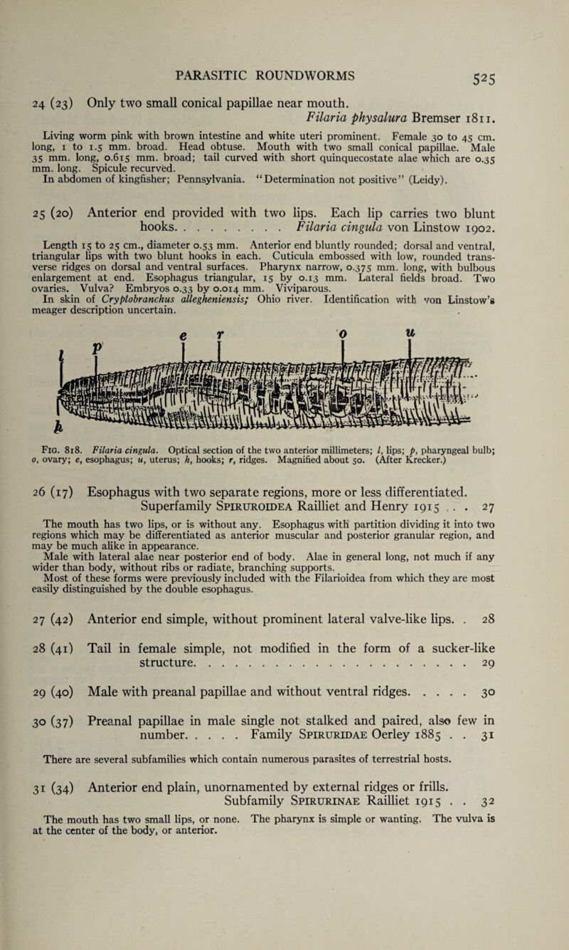 24 (23) Only two small conical papillae near mouth. Filaria physalura Bremser 1811. Living worm pink with brown intestine and white uteri prominent. Female 30 to 45 cm. long, 1 to 1.5 mm. broad. Head obtuse. Mouth with two small conical papillae. Male 35 mm. long, 0.615 mm. broad; tail curved with short quinquecostate alae which are 0.35 mm. long. Spicule recurved. In abdomen of kingfisher; Pennsylvania. “Determination not positive” (Leidy). 25 (20) Anterior end provided with two lips. Each lip carries two blunt hooks.Filaria cingula von Linstow 1902. Length 15 to 25 cm., diameter 0.53 mm. Anterior end bluntly rounded; dorsal and ventral, triangular lips with two blunt hooks in each. Cuticula embossed with low, rounded trans¬ verse ridges on dorsal and ventral surfaces. Pharynx narrow, 0.375 mm. long, with bulbous enlargement at end. Esophagus triangular, 15 by 0.13 mm. Lateral fields broad. Two ovaries. Vulva? Embryos 0.33 by 0.014 mm. Viviparous. In skin of Cryptobranchus allegheniensis; Ohio river. Identification with von Linstow’s meager description uncertain. Fig. 818. Filaria cingula. Optical section of the two anterior millimeters; l, lips; p, pharyngeal bulb; 0, ovary; e, esophagus; u, uterus; h, hooks; r, ridges. Magnified about 50. (After Krecker.) 26 (17) Esophagus with two separate regions, more or less differentiated. Superfamily Spiruroidea Railliet and Henry 1915 .. . 27 The mouth has two lips, or is without any. Esophagus with partition dividing it into two regions which may be differentiated as anterior muscular and posterior granular region, and may be much alike in appearance. Male with lateral alae near posterior end of body. Alae in general long, not much if any wider than body, without ribs or radiate, branching supports. Most of these forms were previously included with the Filarioidea from which they are most easily distinguished by the double esophagus. 27 (42) Anterior end simple, without prominent lateral valve-like lips. . 28 28 (41) Tail in female simple, not modified in the form of a sucker-like structure.29 29 (40) Male with preanal papillae and without ventral ridges.30 30 (37) Preanal papillae in male single not stalked and paired, also few in number.Family Spiruridae Oerley 1885 . . 31 There are several subfamilies which contain numerous parasites of terrestrial hosts. 31 (34) Anterior end plain, unornamented by external ridges or frills. Subfamily Spirurinae Railliet 1915 . . 32 The mouth has two small lips, or none. The pharynx is simple or wanting. The vulva is at the center of the body, or anterior.