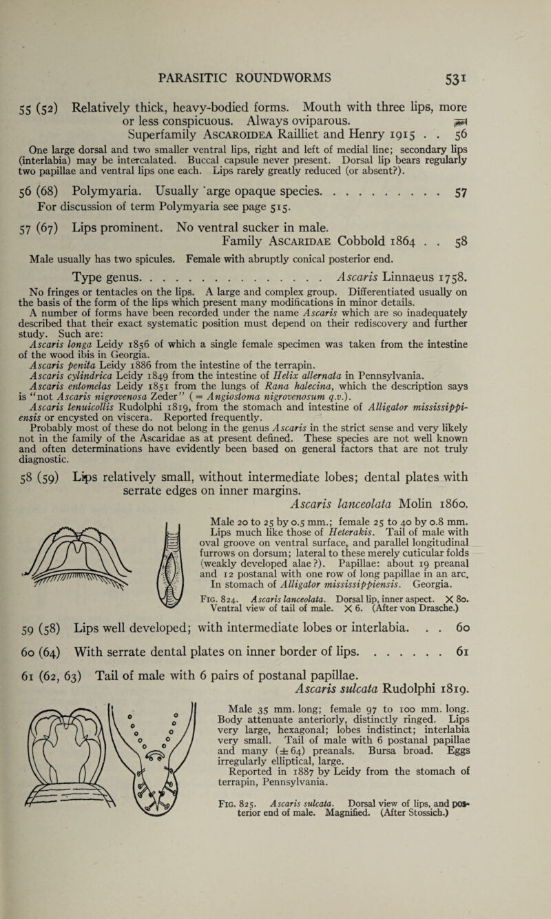 55 (52) Relatively thick, heavy-bodied forms. Mouth with three lips, more or less conspicuous. Always oviparous. Superfamily Ascaroidea Railliet and Henry 1915 . . 56 One large dorsal and two smaller ventral lips, right and left of medial line; secondary lips (interlabia) may be intercalated. Buccal capsule never present. Dorsal lip bears regularly two papillae and ventral lips one each. Lips rarely greatly reduced (or absent?). 56 (68) Polymyaria. Usually ’arge opaque species.57 For discussion of term Polymyaria see page 515. 57 (67) Lips prominent. No ventral sucker in male. Family Ascaridae Cobbold 1864 . . 58 Male usually has two spicules. Female with abruptly conical posterior end. Type genus.A scar is Linnaeus 1758. No fringes or tentacles on the lips. A large and complex group. Differentiated usually on the basis of the form of the lips which present many modifications in minor details. A number of forms have been recorded under the name Ascaris which are so inadequately described that their exact systematic position must depend on their rediscovery and further study. Such are: Ascaris longa Leidy 1856 of which a single female specimen was taken from the intestine of the wood ibis in Georgia. Ascaris penita Leidy 1886 from the intestine of the terrapin. Ascaris cylindrica Leidy 1849 from the intestine of Helix allernata in Pennsylvania. Ascaris entomelas Leidy 1851 from the lungs of Rana halecina, which the description says is “not Ascaris nigrovenosa Zeder” (= Angiostoma nigrovenosum q.v.). Ascaris tenuicollis Rudolphi 1819, from the stomach and intestine of Alligator mississippi- ensis or encysted on viscera. Reported frequently. Probably most of these do not belong in the genus Ascaris in the strict sense and very likely not in the family of the Ascaridae as at present defined. These species are not well known and often determinations have evidently been based on general factors that are not truly diagnostic. 58 (59) Lips relatively small, without intermediate lobes; dental plates with serrate edges on inner margins. Ascaris lanceolata Molin i860. Male 20 to 25 by 0.5 mm.; female 25 to 40 by 0.8 mm. Lips much like those of Heterakis. Tail of male with oval groove on ventral surface, and parallel longitudinal furrows on dorsum; lateral to these merely cuticular folds (weakly developed alae?). Papillae: about 19 preanal and 12 postanal with one row of long papillae in an arc. In stomach of Alligator mississippiensis. Georgia. Fig. 824. Ascaris lanceolata. Dorsal lip, inner aspect. X 80. Ventral view of tail of male. X 6. (After von Drasche.) 59 (58) Lips well developed; with intermediate lobes or interlabia. . . 60 60 (64) With serrate dental plates on inner border of lips.61 61 (62, 63) Tail of male with 6 pairs of postanal papillae. Ascaris sulcata Rudolphi 1819. Male 35 mm. long; female 97 to 100 mm. long. Body attenuate anteriorly, distinctly ringed. Lips very large, hexagonal; lobes indistinct; interlabia very small. Tail of male with 6 postanal papillae and many (±64) preanals. Bursa broad. Eggs irregularly elliptical, large. Reported in 1887 by Leidy from the stomach of terrapin, Pennsylvania. Fig. 825. Ascaris sulcata. Dorsal view of lips, and pos¬ terior end of male. Magnified. (After Stossich.)