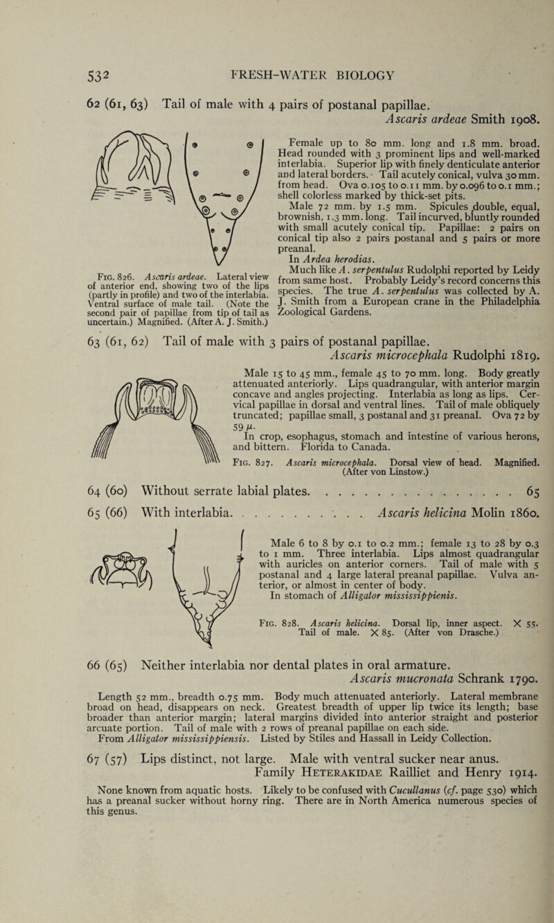 62 (61, 63) Tail of male with 4 pairs of postanal papillae. A scar is ardeae Smith 1908. Fig. 826. As^ris ardeae. Lateral view of anterior end, showing two of the lips (partly in profile) and two of the interlabia. Ventral surface of male tail. (Note the second pair of papillae from tip of tail as uncertain.) Magnified. (After A. J. Smith.) Female up to 80 mm. long and 1.8 mm. broad. Head rounded with 3 prominent lips and well-marked interlabia. Superior lip with finely denticulate anterior and lateral borders. • Tail acutely conical, vulva 30 mm. from head. Ova 0.105 to o.n mm. by 0.096 too.i mm.; shell colorless marked by thick-set. pits. Male 72 mm. by 1.5 mm. Spicules double, equal, brownish, 1.3 mm. long. Tail incurved, bluntly rounded with small acutely conical tip. Papillae: 2 pairs on conical tip also 2 pairs postanal and 5 pairs or more preanal. In Ardea herodias. Much like A. serpentulus Rudolphi reported by Leidy from same host. Probably Leidy’s record concerns this species. The true A. serpentulus was collected by A. J. Smith from a European crane in the Philadelphia Zoological Gardens. 63 (61, 62) Tail of male with 3 pairs of postanal papillae. Ascaris microcephala Rudolphi 1819. Male 15 to 45 mm., female 45 to 70 mm. long. Body greatly attenuated anteriorly. Lips quadrangular, with anterior margin concave and angles projecting. Interlabia as long as lips. Cer¬ vical papillae in dorsal and ventral lines. Tail of male obliquely truncated; papillae small, 3 postanal and 31 preanal. Ova 72 by 59 M- In crop, esophagus, stomach and intestine of various herons, and bittern. Florida to Canada. Fig. 827. Ascaris microcephala. Dorsal view of head. Magnified. (After von Linstow.) 64 (60) Without serrate labial plates. 65 65 (66) With interlabia Ascaris helicina Molin i860. Male 6 to 8 by 0.1 to 0.2 mm.; female 13 to 28 by 0.3 to 1 mm. Three interlabia. Lips almost quadrangular with auricles on anterior corners. Tail of male with 5 postanal and 4 large lateral preanal papillae. Vulva an¬ terior, or almost in center of body. In stomach of Alligator mississippienis. Fig. 828. Ascaris helicina. Dorsal lip, inner aspect. X 53. Tail of male. X 85. (After von Drasche.) 66 (65) Neither interlabia nor dental plates in oral armature. Ascaris mucronata Schrank 1790. Length 52 mm., breadth 0.75 mm. Body much attenuated anteriorly. Lateral membrane broad on head, disappears on neck. Greatest breadth of upper lip twice its length; base broader than anterior margin; lateral margins divided into anterior straight and posterior arcuate portion. Tail of male with 2 rows of preanal papillae on each side. From Alligator mississippiensis. Listed by Stiles and Hassall in Leidy Collection. 67 (57) Lips distinct, not large. Male with ventral sucker near anus. Family Heterakidae Railliet and Henry 1914. None known from aquatic hosts. Likely to be confused with Cucullanus (cf. page 530) which has a preanal sucker without horny ring. There are in North America numerous species of this genus.