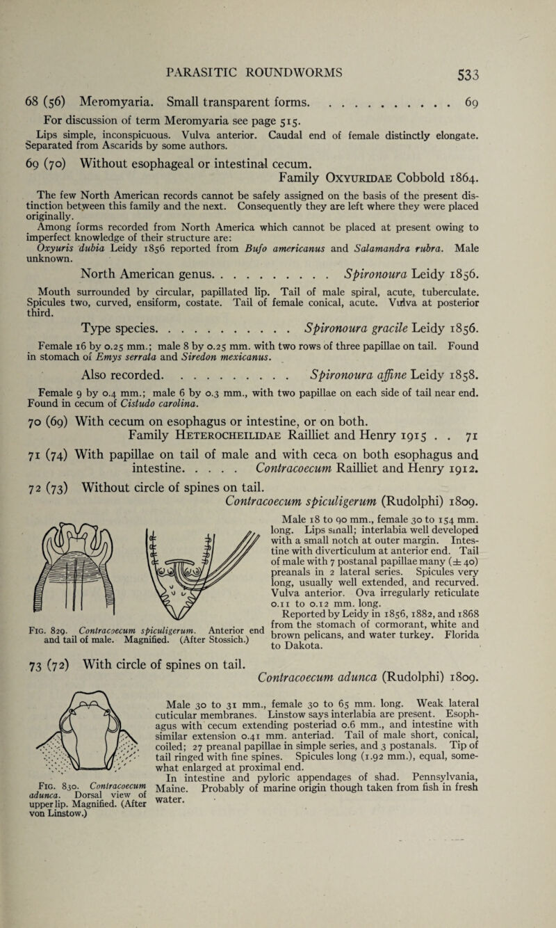 69 68 (56) Meromyaria. Small transparent forms. For discussion of term Meromyaria see page 515. Lips simple, inconspicuous. Vulva anterior. Caudal end of female distinctly elongate. Separated from Ascarids by some authors. 69 (70) Without esophageal or intestinal cecum. Family Oxyuridae Cobbold 1864. The few North American records cannot be safely assigned on the basis of the present dis¬ tinction between this family and the next. Consequently they are left where they were placed originally. Among forms recorded from North America which cannot be placed at present owing to imperfect knowledge of their structure are: Oxyuris dubia Leidy 1856 reported from Bufo americanus and Salamandra rubra. Male unknown. North American genus.Spironoura Leidy 1856. Mouth surrounded by circular, papillated lip. Tail of male spiral, acute, tuberculate. Spicules two, curved, ensiform, costate. Tail of female conical, acute. Vulva at posterior third. Type species.Spironoura gracile Leidy 1856. Female 16 by 0.25 mm.; male 8 by 0.25 mm. with two rows of three papillae on tail. Found in stomach of Emys serraia and Siredon mexicanus. Also recorded. Spironoura affine Leidy 1858. Female 9 by 0.4 mm.; male 6 by 0.3 mm., with two papillae on each side of tail near end. Found in cecum of Cistudo Carolina. 70 (69) With cecum on esophagus or intestine, or on both. Family Heterocheilidae Railliet and Henry 1915 . . 71 71 (74) With papillae on tail of male and with ceca on both esophagus and intestine. Contracoecum Railliet and Henry 1912. 72 (73) Without circle of spines on tail. Contracoecum spiculigerum (Rudolphi) 1809. Male 18 to 90 mm., female 30 to 154 mm. long. Lips small; interlabia well developed with a small notch at outer margin. Intes¬ tine with diverticulum at anterior end. Tail of male with 7 postanal papillae many (± 40) preanals in 2 lateral series. Spicules very long, usually well extended, and recurved. Vulva anterior. Ova irregularly reticulate 0.11 to 0.12 mm. long. Reported by Leidy in 1856,1882, and 1868 from the stomach of cormorant, white and brown pelicans, and water turkey. Florida to Dakota. Fig. 829. Contracoecum spiculigerum. Anterior end and tail of male. Magnified. (After Stossich.) 73 (72) With circle of spines on tail. Contracoecum adunca (Rudolphi) 1809. upper lip. Magnified. (After von Linstow.) Male 30 to 31 mm., female 30 to 65 mm. long. Weak lateral cuticular membranes. Linstow says interlabia are present. Esoph¬ agus with cecum extending posteriad 0.6 mm., and intestine with similar extension 0.41 mm. anteriad. Tail of male short, conical, coiled; 27 preanal papillae in simple series, and 3 postanals. Tip of tail ringed with fine spines. Spicules long (1.92 mm.), equal, some¬ what enlarged at proximal end. In intestine and pyloric appendages of shad. Pennsylvania, Maine. Probably of marine origin though taken from fish in fresh water.